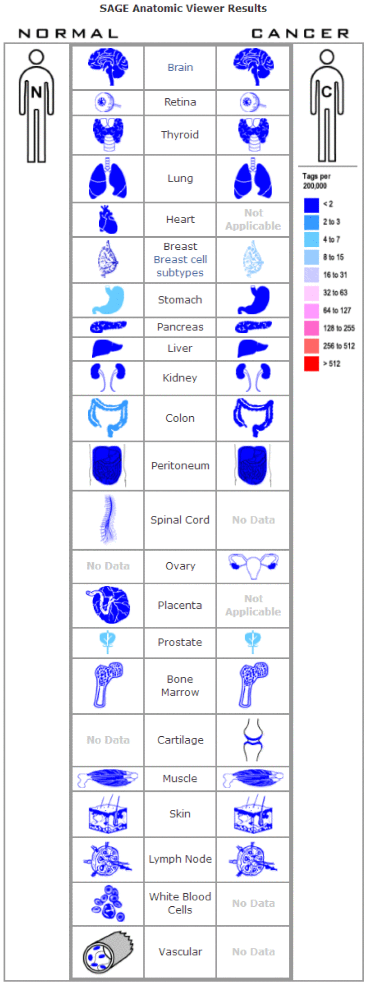 Digital FOXA1 gene expression profiles were analyzed and displayed using the SAGE Anatomic Viewer.