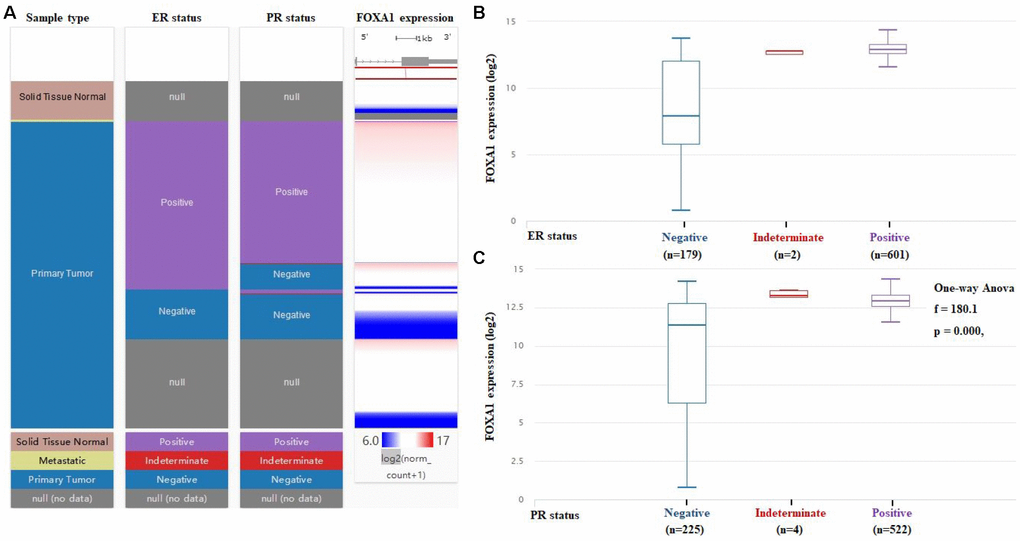 FOXA1 expression varies significantly among ER and PR status of breast cancer. (A) The heatmap of FOXA1 expression in ER and PR status of breast cancer. (B) The box blots of FOXA1 expression in ER status of breast cancer. (C) The box blots of FOXA1 expression in PR status of breast cancer.