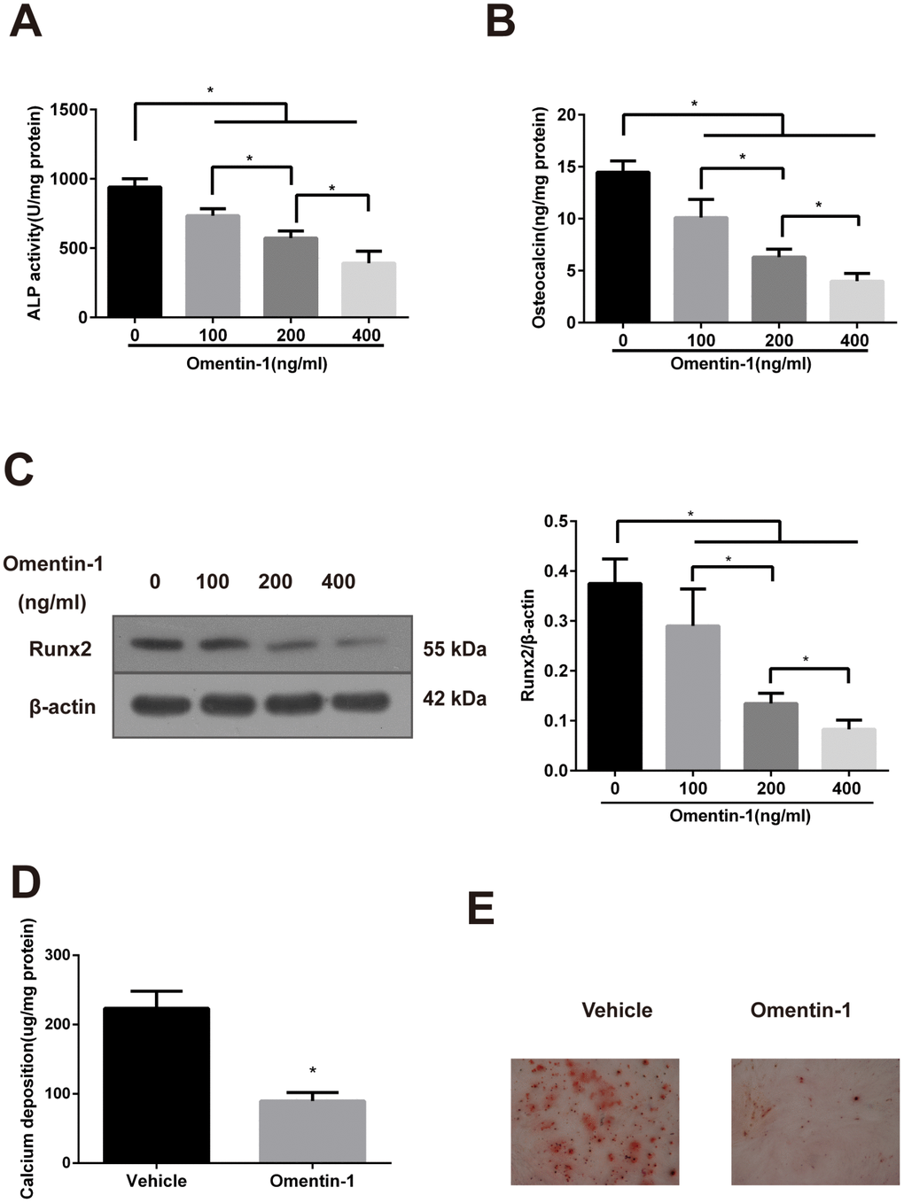 Effects of omentin-1 on osteoblastic differentiation and mineralisation of calcifying vascular smooth muscle cells (CVSMCs). (A) Effects of omentin-1 on the ALP activity in CVSMCs. The cells were cultured with or without omentin-1 (100-400 ng/mL) for the indicated time points. The ALP activity was measured by an ALP kit, normalized to the cellular protein contents. *p B) Effects of omentin-1 on osteocalcin (OC) secretion in CVSMCs. The cells were treated with or without omentin-1 (100–400 ng/mL) for 48 hours, and then OC secretion of the cells was determined by radioimmunoassay, normalized to the cellular protein contents. *p C) Effects of omentin-1 on Runx2 expression in CVSMCs. The cells were cultured for 48 hours with or without 100-400 ng/mL omentin-1. The data were presented as densitometric ratios of Runx2/β –actin. *p D) Effects of omentin-1 on calcium deposition. The cells were cultured for 14 days with or without omentin-1. *p E) Alizarin Red S staining view of either vehicle or omentin-1 treated CVSMCs for 14 days. Representative microscopic pictures were shown. All Results are represented by mean ± SD with 3 replicates for each group.