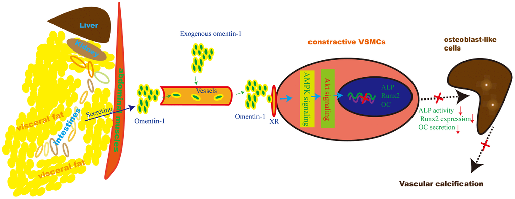 Schematic model of the omentin-1 induced anti-calcification effect. In this study, we demonstrate that omentin-1, mainly derived from visceral fat tissues, induces the AMPK/Akt signaling activation in VSMCs and thus attenuates the expression of Runx2, reduces ALP activity and decreases OC secretion. As a result, arterial calcification is alleviated.