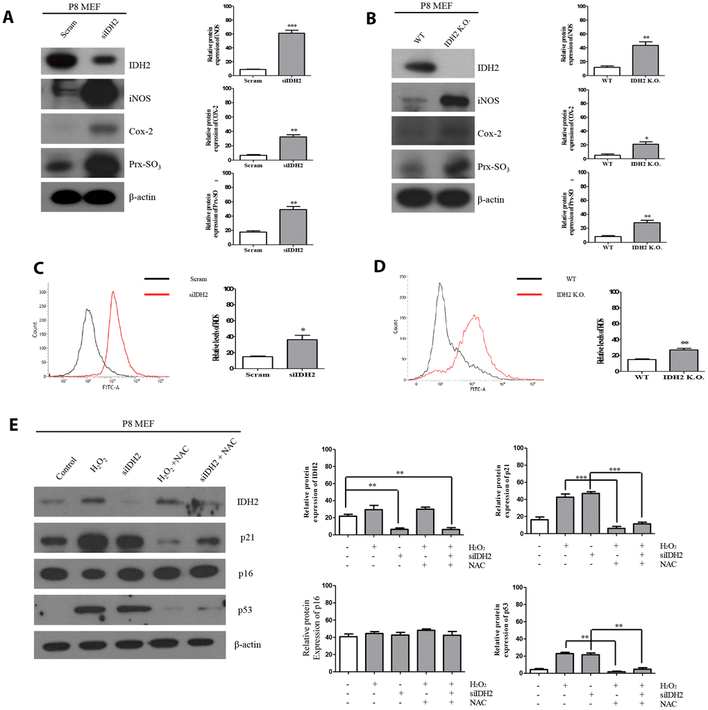 Idh2 deficiency-mediated reactive oxygen species (ROS) generation activates p21 expression. (A) Western blot analysis of pro-inflammatory mediators and oxidative stress marker proteins in control and Idh2-knockdown mouse embryonic fibroblasts (MEFs). The following antibodies were used for detection: anti-Idh2, anti-iNOS, anti-Cox-2, anti-Prx-SO3, and anti-β-actin. (B) Western blot analysis of pro-inflammatory mediators and oxidative stress marker proteins between wild type and Idh2 knockout MEFs. The following antibodies were used for detection: anti-Idh2, anti-iNOS, anti-Cox-2, anti-Prx-SO3, and anti-β-actin. (C) Control and Idh2-knockdown MEFs were incubated with DCF-DA for 15 min at 37°C and intracellular ROS levels were analyzed by flow cytometry. (D) Wild type and Idh2 knockout MEFs were incubated with DCF-DA for 15 min at 37°C and intracellular ROS levels were analyzed by flow cytometry. (E) After transfecting MEFs with siIdh2, H2O2 was added for 3 days. NAC was added 4 h before H2O2 treatment. Western blot analysis was detected with the following antibodies. Data are expressed as means ± SD (n = 3). *p p p 