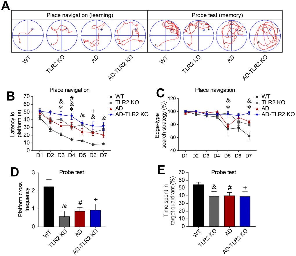 Genomic deletion of TLR2 accelerated cognitive impairments in mouse models of AD. Morris water maze tests (MWM) were performed on mice for seven consecutive days of place navigation processes, and a probe test was conducted on the 8th day for mice aged 12 months. (A) Representative track plots of MWM for place navigation and probe tests. (B) The latency (time to find the hidden platform) increased in TLR2 knockout mice (&: TLR2KO vs. WT, pC) Since mice have the habit of swimming along the pool, most of the mice searched the platform using an edge-type strategy on the first day of the test. As the tests progressed, WT mice converted to the tendency-type and straight-type searching strategies. However, compared with WT mice, AD mice exhibited a significantly higher ratio of the edge-type searching strategy (#: AD vs. WT, pD and E) In the probe test, the frequencies of crossing the platform area in AD, AD-TLR2KO, and TLR2KO mice were significantly lower than those in WT mice (pD). The time spent in the target quadrant among AD, AD-TLR2KO, and TLR2KO mice was significantly less than that among WT mice (pE). However, there was no difference in the frequencies of crossing the platform area or in the time spent in the target quadrant between AD and AD-TLR2KO mice (Note: &: TLR2KO vs. WT, p