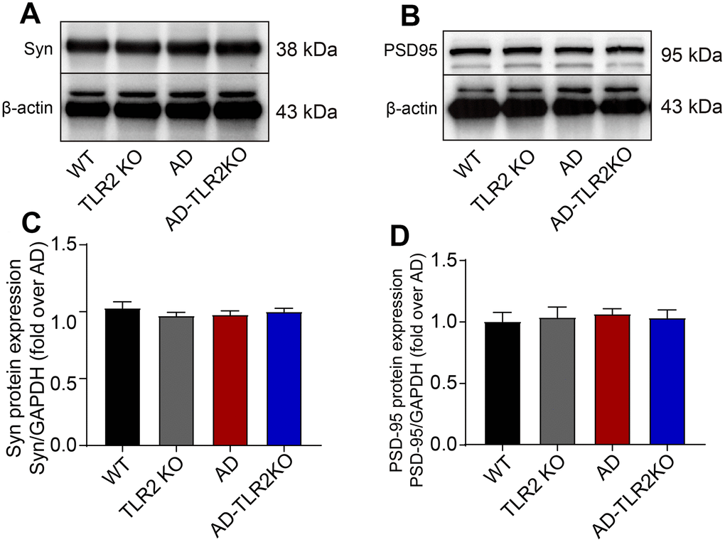 Levels of synaptophysin (Syn) and PSD95 in mouse brains. (A) Representative image of Western blots for Syn. (B) Representative image of Western blots for PSD95. (C, D) There was no significant difference in the levels of Syn (C) and PSD95 (D) between AD and AD-TLR2KO mice. (n= 6 / group).