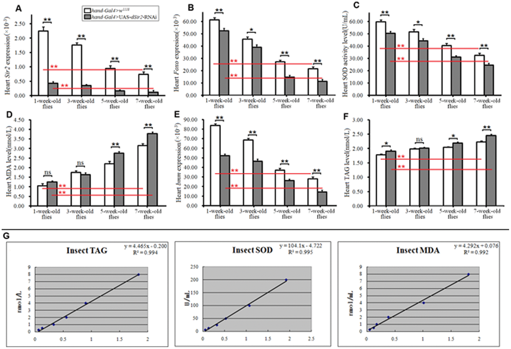 Influence of cardiac dSir2 knockdown on heart lipid accumulation and oxidative stress. (A) Cardiac dSir2 expression level. (B) Cardiac Foxo expression. (C) Cardiac SOD activity level. (D) Cardiac MDA level. (E) Cardiac bmm expression. (F) Cardiac TAG level. (G) The normal line of TAG, the normal line of SOD, and the normal line of MDA. Independent-sample t tests were used to assess differences between the 1-week-old and 7-week-old flies to explore the effects of aging on the heart. Independent-sample t tests were used to assess differences between hand-Gal4>w11118 and hand-Gal4>UAS-dSir2-RNAi flies to explore the effects of cardiac dSir2 knockdown on the heart. Data are represented as means ± SEM. *P; **P . Sample size was 80 hearts for each group, and measurements were taken 3 times.