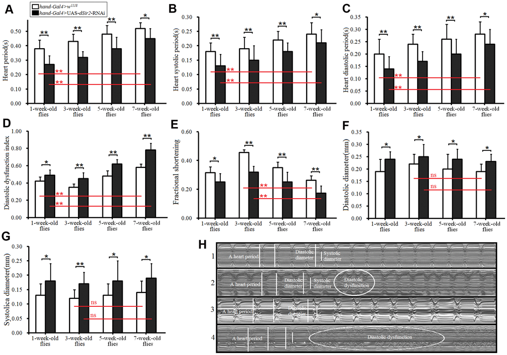 Heart function was measured by M-mode trace. (A) Heart period. (B) Heart systolic period. (C) Heart diastolic period. (D) Heart diastolic dysfunction index. The diastolic dysfunction index is diastolic interval standard deviation/diastolic interval median). (E) Fractional shortening. (F) Diastolic diameter. (G) Systolic diameter. (H) Microscopic image of cardiac function from M-mode trace in 5-week-old and 7-week-old Drosophila. 1: 5-week-old hand-Gal4>w11118 flies; 2: 5-week-old hand-Gal4>UAS-dSir2-RNAi flies; 3: 7-week-old hand-Gal4>w11118 flies; 4: 7-week-old hand-Gal4>UAS-dSir2-RNAi flies. It can be observed from 1, 2, 3, and 5 that the cardiac dSir2 knockdown could reduce heart period and fractional shortening, and increase diastolic dysfunction. Independent-sample t tests were used to assess differences between the 1-week-old” and 7-week-old flies to explore the effects of aging on the heart. Independent-sample t tests were used to assess differences between the hand-Gal4>w11118 and hand-Gal4>UAS-dSir2-RNAi flies to explore the effects of cardiac dSir2 knockdown on the heart. Data are represented as means ± SEM. *P; **P . Sample size was 30 hearts for each group.