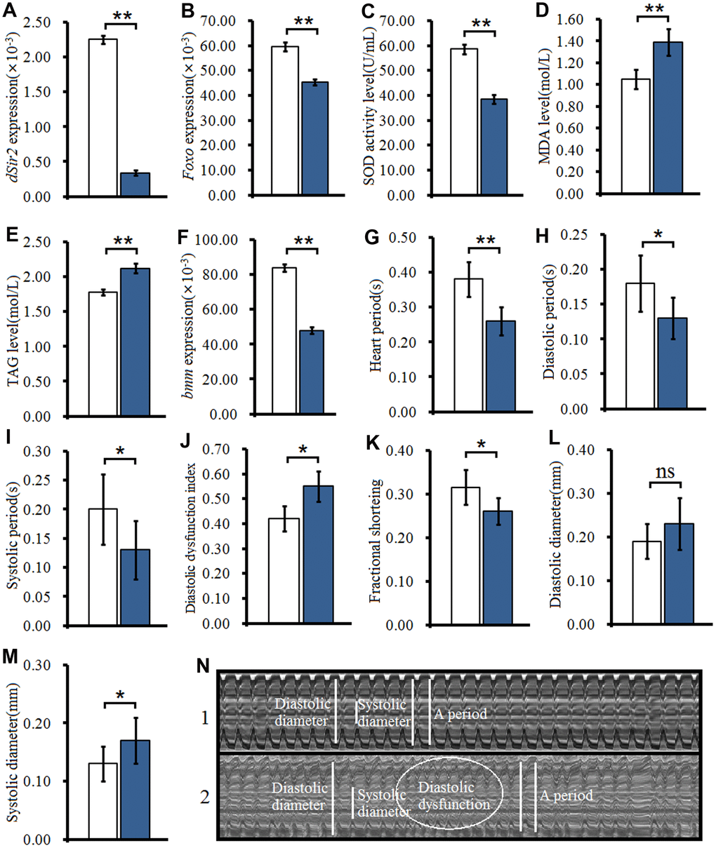 Effect of cardiac dSir2 knockdown on young hearts. (A) Cardiac dSir2 expression level. (B) Cardiac Foxo expression. (C) Cardiac SOD activity level. (D) Cardiac MDA level. (E) Cardiac TAG level. (F) Cardiac bmm expression. (G) Heart period. (H) Heart systolic period. (I) Heart diastolic period. (J) Heart diastolic dysfunction index. The diastolic dysfunction index is diastolic interval standard deviation/diastolic interval median). (K) Fractional shortening. (L) Diastolic diameter. (M) Systolic diameter. (N) Microscopic image of cardiac function from M-mode trace. 1: hand-Gal4>w11118 flies; 2: hand-Gal4>UAS-dSir2RNAi flies; 3: 7-week-old hand-Gal4>w11118 flies; 4: 7-week-old hand-Gal4>UAS-dSir2-RNAi flies. It can be observed from 1 and 2 that the cardiac dSir2 knockdown could reduce heart period and fractional shortening, and increase diastolic dysfunction. Independent-sample t tests were used to assess differences between the hand-Gal4>w11118 and hand-Gal4>UAS-dSir2RNAi flies to explore the effects of cardiac dSir2 knockdown on the heart. Data are represented as means ± SEM. *P; **P . Sample size was the same as in our previous experiments.