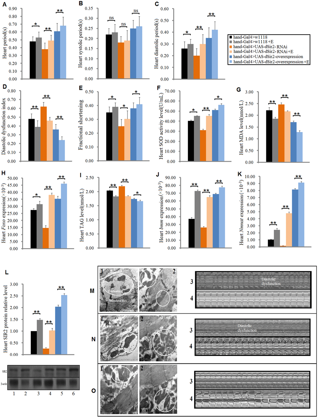 Effect of exercise training on cardiac functions in cardiac Sir2 differential-expression and 5-week-old flies. (A) Heart period. (B) Systolic period. (C) Diastolic period. (D) Diastolic dysfunction index. (E) Fractional shortening. (F) Heart SOD activity level. (G) Heart MDA level. (H) Heart Foxo expression level. (I) Heart TAG level. (J) Heart bmm expression level. (K) Heart Nmnat expression level. (L) Heart SIR2 protein level. “1” indicates hand-Gal4>w1118, “2” indicates hand-Gal4>w1118+Exercise, “3” indicates hand-Gal4>UAS-dSir2-RNAi, “4” indicates hand-Gal4>UAS-dSir2-RNAi+E, “5” indicates hand-Gal4>UAS-dSir2-overexpression, and “6” indicates hand-Gal4>UAS-dSir2-overexpression+E. Independent-sample t tests were used to assess differences between the “Control group” and “Exercise group” in cardiac dSir2 differential-expression flies to explore the effects of exercise training on the heart. Data are represented as means ± SEM. *P; **P . Sample size and repetitions were the same as before. (M) Hand-Gal4>w1118 group. (N) hand-Gal4>UAS-dSir2-RNAi, and (O) hand-Gal4>UAS-dSir2-overexpression. In m, n, and o, 1: ultrastructure image of myocardium in the non-exercise group; 2: ultrastructure image of myocardium in the exercise group; 3: microscopic image of cardiac function in the non-exercise group; and 4: microscopic image of cardiac function in the exercise group. It can be observed from m1, n1, and o1 that the cardiac dSir2 knockdown could reduce the number of mitochondria and make the arrangement of myofibrils irregular, but cardiac dSir2 overexpression can increase the number of mitochondria and make the myofibrils more orderly. It can be observed from m3, n3, and o3 that the cardiac dSir2 knockdown can reduce heart period and increase diastolic dysfunction, and cardiac dSir2 overexpression can extend heart period and decrease diastolic dysfunction. Moreover, it can be observed from m, n, and o that exercise training can increase the number of heart mitochondria, make the myofibrils more orderly, extend heart period, and reduce diastolic dysfunction in cardiac dSir2 differential-expression flies.