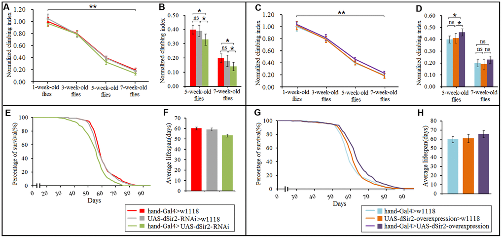 Effect of cardiac dSir2 differential-expression on the climbing index and average lifespan in Drosophila. (A) The climbing index change curves with aging of cardiac dSir2 knockdown flies. (B) The climbing index of cardiac dSir2 knockdown flies. The sample size was about 100 flies for each group. (C) The climbing index change curves with aging in cardiac dSir2 overexpression flies. (D) The climbing index of cardiac dSir2 overexpression flies. The sample size was about 100 flies for each group. (E) Fly population survival (%) curve of cardiac dSir2 knockdown flies. The leftmost curve represents the cardiac dSir2 knockdown group, of which flies had the shortest lifespan. (F) The average lifespan of cardiac dSir2 knockdown flies. The sample size was 200–220 flies for each group. (G) Fly population survival (%) curve of cardiac dSir2 overexpression flies. The leftmost curve represents the cardiac dSir2 overexpression group, of which flies had the longest lifespan. (H) The average lifespan of cardiac dSir2 overexpression flies. The sample size was 200–220 flies for each group. P-values for lifespan curves were calculated by the log-rank test. Data are represented as means ± SEM. *P; **P .