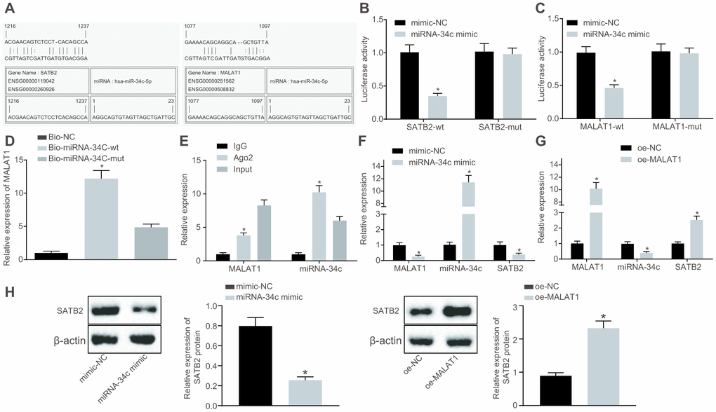 MALAT1 acts as a sponge of miR-34c to upregulate the expression of SATB2. (A) Prediction of binding sites between miR-34c and MALAT1 as well as those between miR-34c and SATB2 by RNA22. (B) The binding between miR-34c and SATB2 as assessed by luciferase activity assay. (C) The binding between miR-34c and MALAT1 as assessed by luciferase activity assay. (D) The binding of miR-34c and MALAT1 as assessed by RNA pull-down assay, * p vs. Bio-miR-34c-mut. (E) The binding of miR-34c and MALAT1 as assessed by RIP assay, * p vs. IgG. (F) The MALAT1 and miR-34c expression as well as the mRNA expression of SATB2 in osteoblasts (hFOB1.19) treated with miR-34c mimic detected by RT-qPCR. (G) The MALAT1 and miR-34c expression as well as the mRNA expression of SATB2 in osteoblasts (hFOB1.19) treated with oe-MALAT1 detected by RT-qPCR, * p vs. mimic-NC or oe-NC. (H) the protein expression of SATB2 in osteoblasts (hFOB1.19) treated with oe-MALAT1 or miR-34c mimic measured by Western blot analysis. Data were expressed with mean ± standard error. In Panel D and E, the one-way analysis of variance was used for data analysis, followed by Tukey’s post hoc test. in Panel B, C, F, G and H, the unpaired t test was used for data analysis. The experiment was repeated three times.