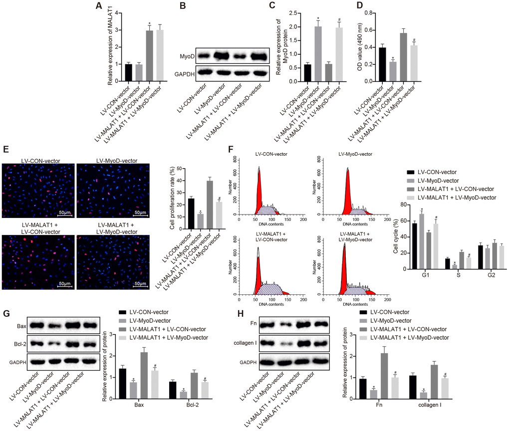 Over-expression of lncRNA MALAT1 promotes cell proliferation and fibrosis, which, whereas, is reversed by up-regulating MyoD. (A) the expression of lncRNA MALAT1 in ASMCs of SHRs, detected by RT-qPCR; (B–C) the expression of MyoD in ASMCs of SHRs, detected by Western blot analysis; (D) ASMC activity in SHRs, evaluated using MTT assay; (E) proliferation of ASMCs in SHRs, determined by BrdU assay (× 200); (F) cell cycle analysis in SHRs, determined by flow cytometry; (G) the expression of Bax and Bcl-2 in ASMCs of SHRs detected using Western blot analysis; (H) the expression of fibronectin and collagen I in ASMCs, tested by Western blot analysis; *, p vs. the LV-CON-vector group; #, p vs. the LV-MALAT1 + LV-CON-vector group; measurement data were expressed by means ± standard deviation; data in panel (A–E, G and H) were analyzed by one-way analysis of variance; data in panel (F) were analyzed by repeated-measures analysis of variance; n = 3.