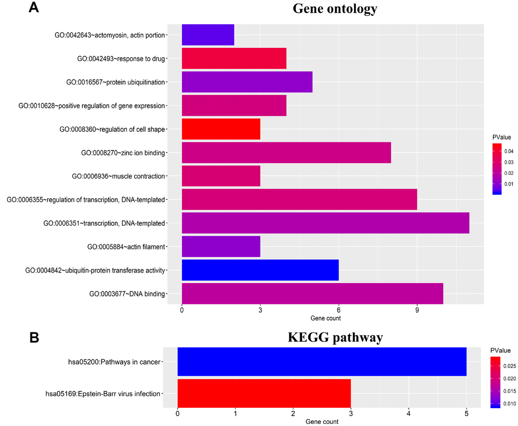 Functional enrichment analysis for 46 target genes of the four miRNAs. (A) Gene ontology (GO) enrichment analysis. (B) Kyoto Encyclopedia of Genes and Genomes analyses (KEGG) enrichment analysis. The x-axis indicates the number of genes, and the y-axis represents the GO terms and KEGG pathway names. The color represents the P value.