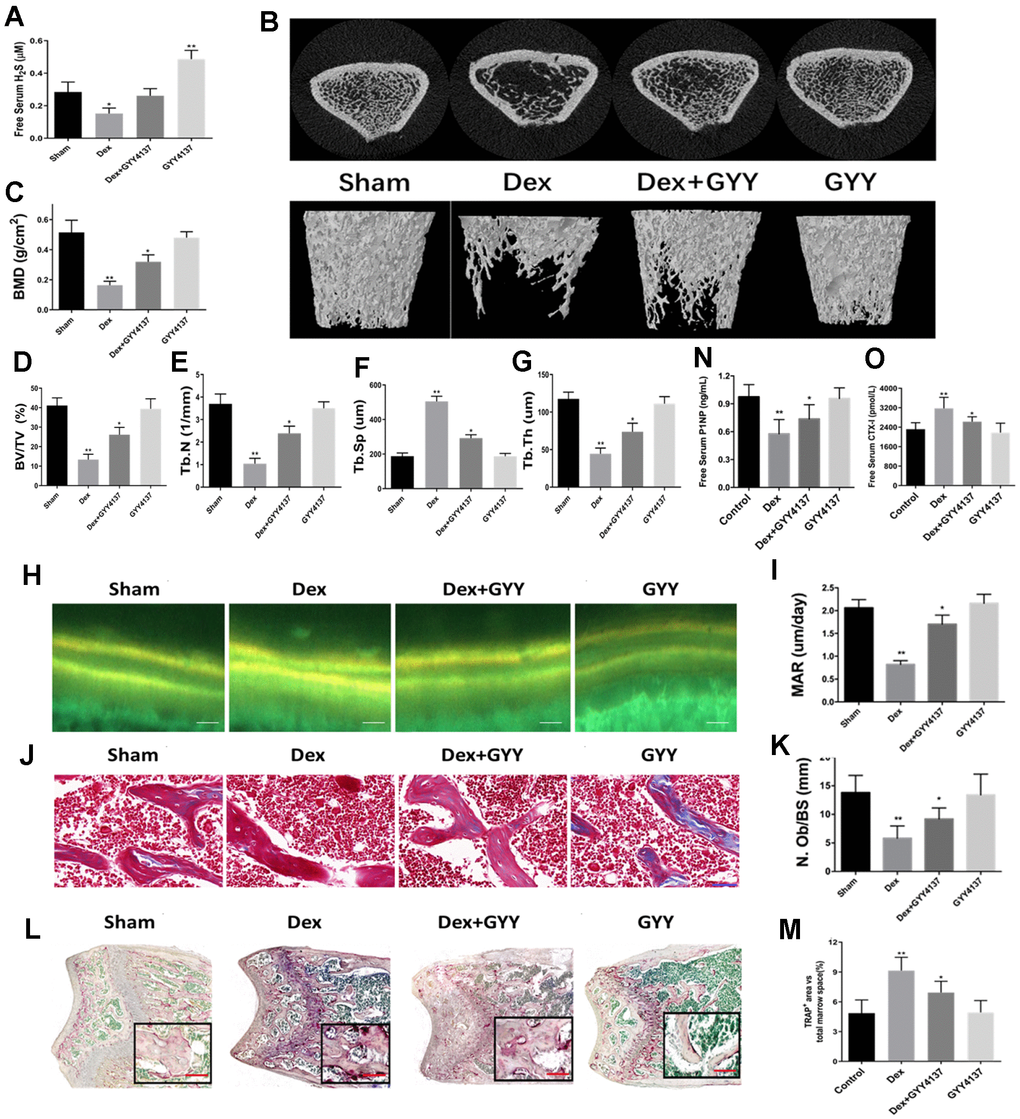 Exogenous hydrogen sulfide alleviated osteoporosis induced by Dex. (A) Serum levels of H2S, 8 weeks after treatment with GYY4137 per group. (B) 3D-image reconstruction of one representative femur per group. (C) BMD in the distal end of the intact femurs of each experimental group. (C) BMD, (D) BV/TV, (E) Tb.N, (F) Tb.Sp, and (G) Tb.Th in the distal end of the intact femurs of each experimental group. (H) Tetracycline labels observed by fluorescence light microscopy in the slices of the tibia of each experimental group. Scale bars are 50 μm. (I) Quantitative analysis of mineral apposition rate. Bone sections were fixed, decalcified, dehydrated, and sectioned. Masson trichromic staining (J) and TRAP staining (L) was shown. Scale bars are 50 μm for Masson and 200 μm for TRAP staining. Quantitative analysis of osteoblast number/bone surface (N.Ob/BS) (K) and osteoclast area/total marrow space (M). (N and O) Serum levels of CTX-I and P1NP after 8 weeks of treatment with GYY4137 in each group. n=5, *p