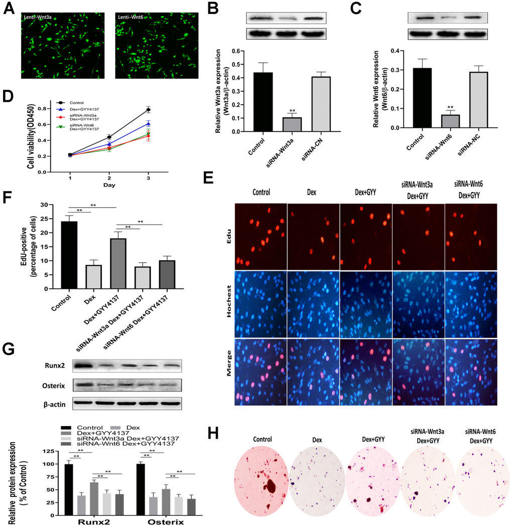 Knockdown of Wnt3a or Wnt6 abolished the GYY4137 effect on Dex-treated osteoblast proliferation and differentiation. (A) All cells expressed GFP, showing that the cells were infected by lentivirus. (B–C) Verified Wnt3a or Wnt6 knockdown effect by lentivirus-mediated transduction of primary culture osteoclasts precursors. n=3, **pD) The proliferation of rat primary osteoblasts cells was measured by CCK8 assay after the cells were infected by lentivirus. (E) Representative photomicrographs (x200) of EdU staining and corresponding total cell photomicrographs. Blue: Hoechst labeling of cell nuclei; red: EdU labeling of nuclei of proliferative cells. (F) Quantitative data showing the percentages of EdU-positive cells in different treatment groups (number of red versus number of blue nuclei). n=3, **pG) Western blot analysis of Runx2 and Osterix expression in rat primary osteoblasts of each group. n=3, **pH) ALP staining was measured in primary osteoblast per group.