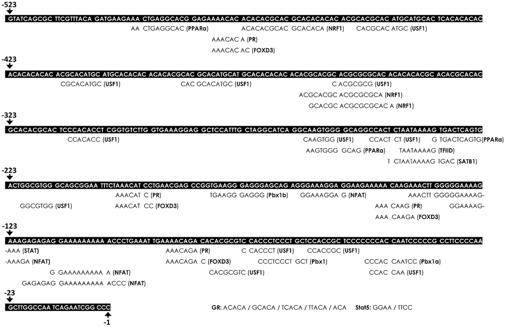 Bioinformatics prediction of putative transcription factor-binding sites (TFBSs) on the platelet-derived growth factor receptor (PDGFR)-β promoter. The putative TFBSs were analyzed on the PDGFR-β promoter region (-529 to -1). The sequence of the PDGFR-β promoter is presented as white text on a black background. The locations of the predicted TFBS are labeled below the PDGFR-β promoter sequence. Transcriptional start site was defined as the +1 position.