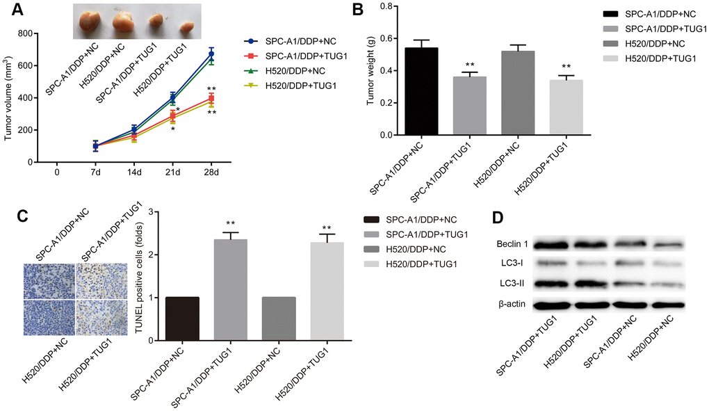 Overexpression of TUG1 enhances chemosensitivity of NSCLC cells to DDP in nude mice. (A) tumor volume changes in mice with NSCLC; (B) tumor weight in mice with NSCLC; (C) TUNEL staining of apoptosis in NSCLC mice (× 400); (D) the expression of autophagy-related proteins in NSCLC tissues in vivo. * p p 