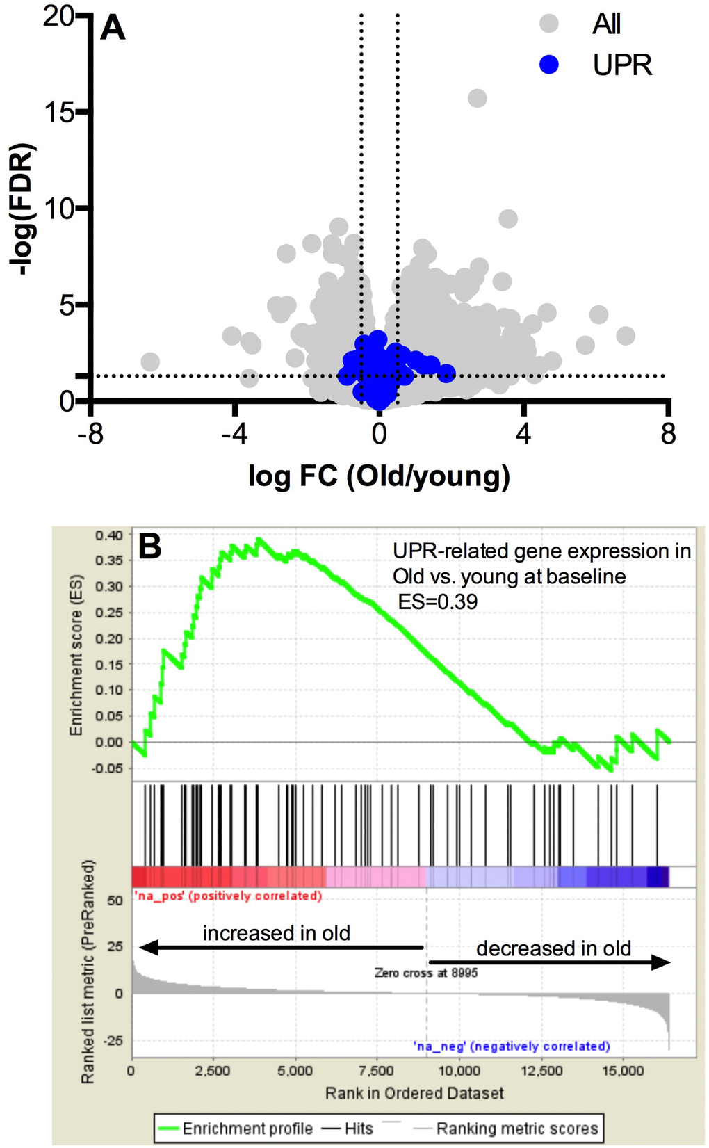 Pathway analysis of the unfolded protein response mRNA transcripts at baseline. Baseline UPR genes transcripts are not different at baseline in young vs. older adults (A) The x-axis represents the log fold change, while y-axis represents the –log FDR-value for each gene. UPR genes are colored in blue. Dotted vertical lines represent the threshold for statistical significance (FDR  1.303). Gene set enrichment analysis (GSEA) of 72 gene transcripts associated with the UPR reveals a trend towards upregulation of mRNA for the unfolded protein response in skeletal muscle under basal conditions (B) in the older compared to younger adults (FDR 2 fold change R ≥ 0.5).