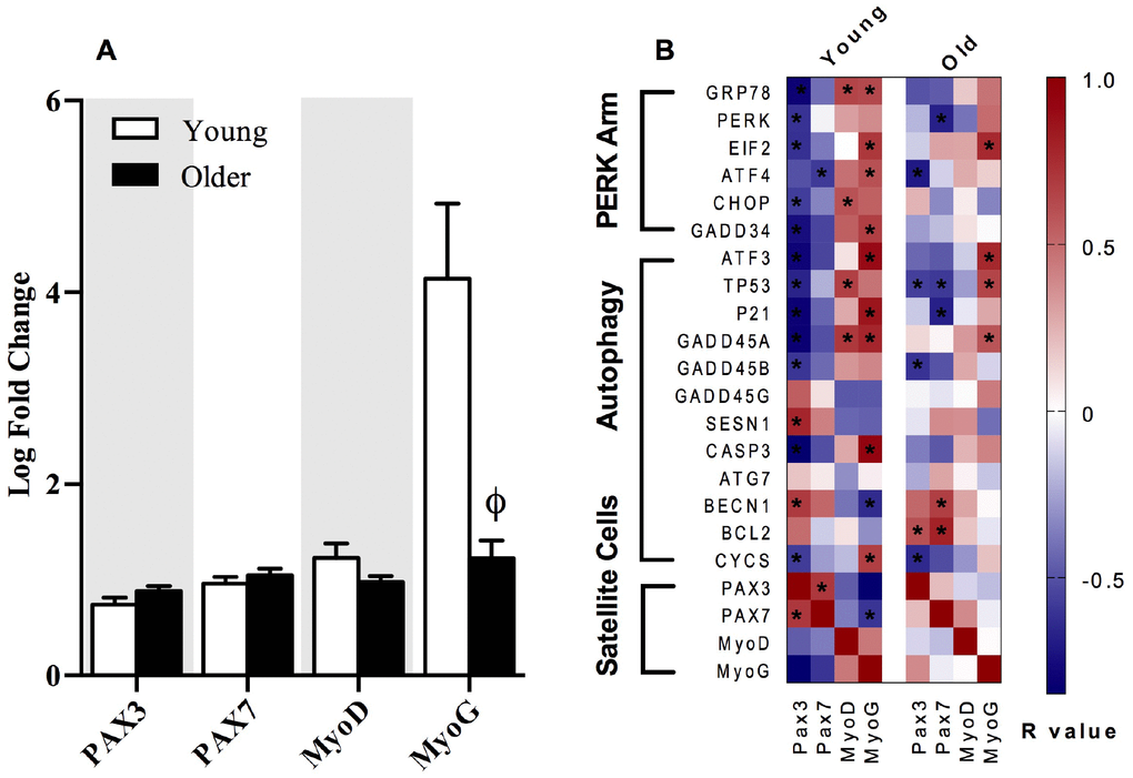 The relationships between markers of satellite cell differentiation, the p53/p21 axis of autophagy and the PERK arm of the UPR. The fold change from baseline to 18h post-exercise in gene transcripts representing satellite cell differentiation in young and older adults (A). Correlations demonstrate significant positive (dark red) and negative (dark blue) relationships between the fold-change from baseline to 18h post-exercise for the individual gene transcripts associated with the satellite cells differentiation markers (Pax3, Pax7, MyoD, MyoG), the p53/p21 axis, and the PERK arm of the UPR pathway in young and older adults (B). Data bars are presented as mean ± SEM. *Significant correlation (p ≤ 0.05). † Significantly different (p ≤ 0.05) between young and older adults.