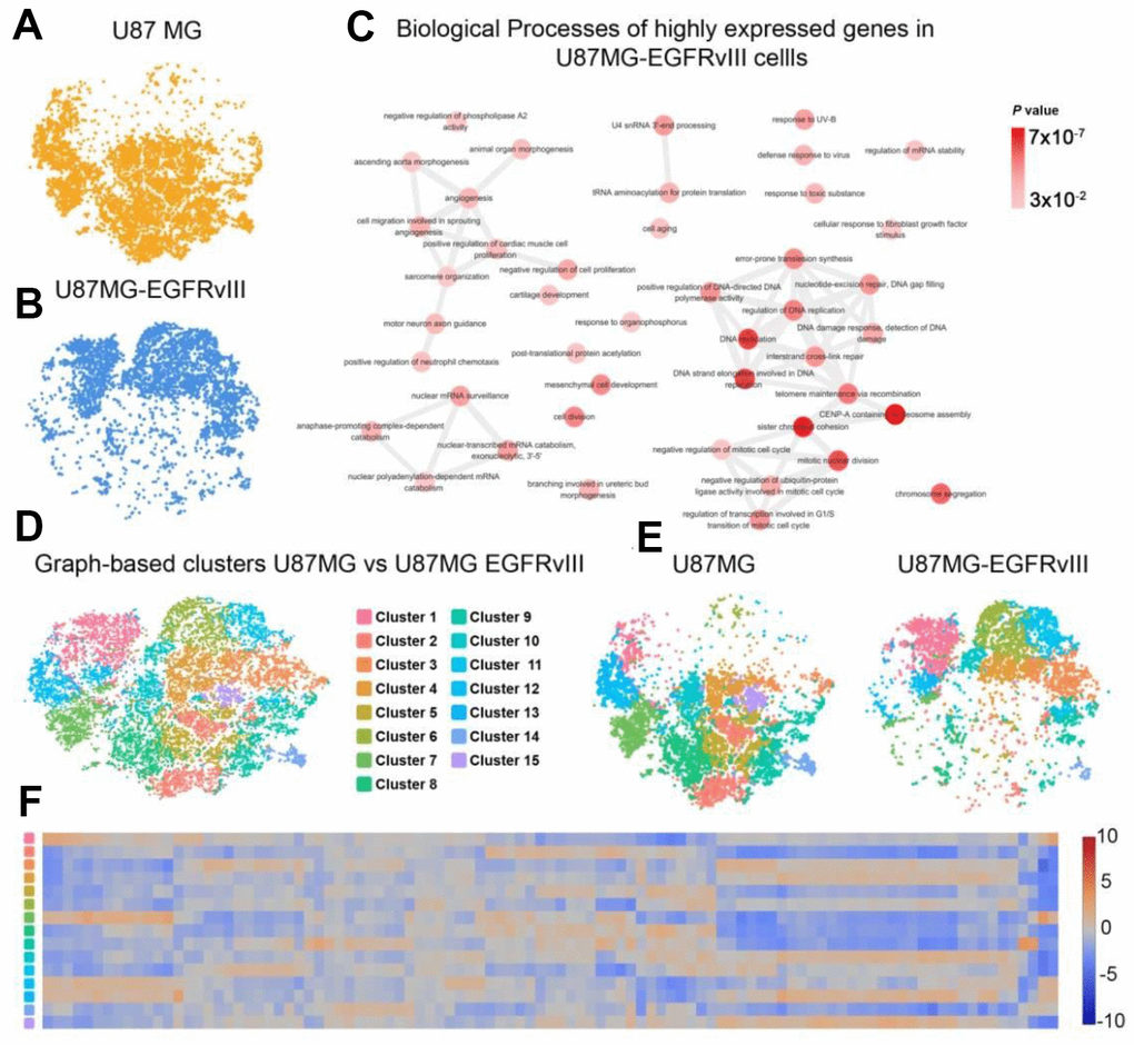 Comparison of single-cell libraries from U87MG and U87MG-EGFRvIII cells. (A) The distribution of U87MG cells. (B) The distribution of U87MG-EGFRvIII cells. (C) The biological process annotations of differential genes that were upregulated in EGFRvIII cells. (D) Graph-based clustering revealed 15 clusters in 16,128 cells. (E) Distributions of each cluster in the U87MG and U87MG-EGFRvIII libraries. (F) The expression levels of cluster-specific genes.