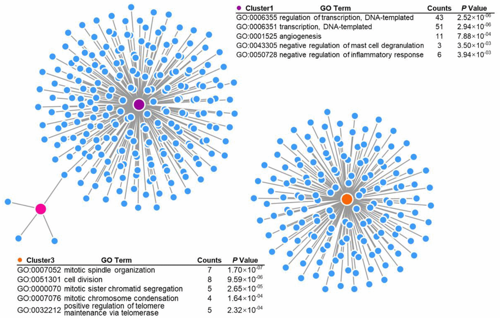 Gene Ontology (GO) analysis of EGFRvIII-related cluster-specific genes and biological processes (cluster 1, cluster 3, and cluster 6).