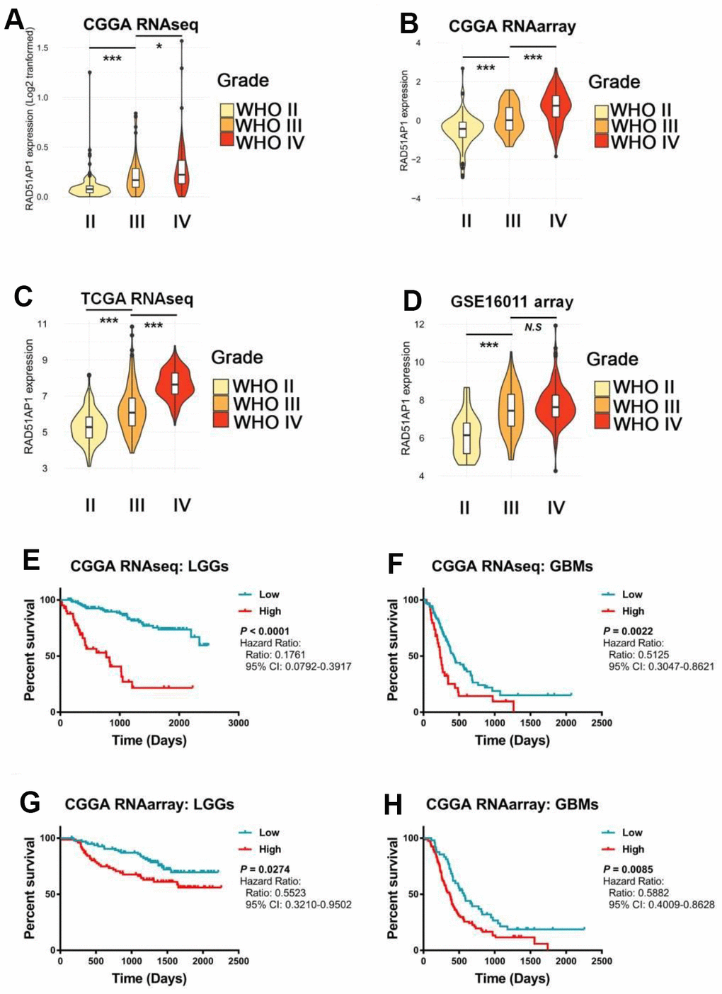 The expression level of RAD51AP1 correlated with the GBM clinical grade and patient survival rate. (A–D) ssGSEA was employed to evaluate the expression pattern of RAD51AP1 in the CGGA, TCGA and GSE16011 databases. (E–H) Kaplan-Meier survival curves were plotted to show the survival times at different RAD51AP1 expression levels.