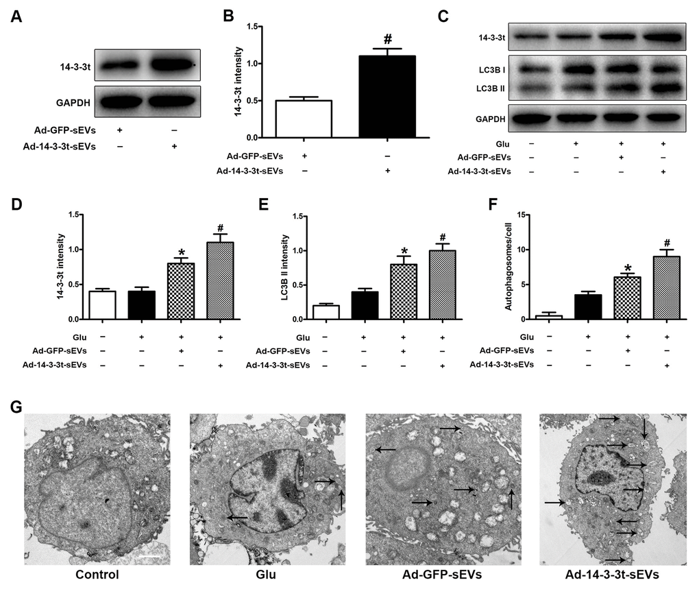 Overexpression of 14-3-3t increased autophagic activity in neuron cells. Neuronal cells were treated with PBS, Ad-GFP-sEVs, and Ad-14-3-3t-sEVs for 24 h, followed by treatment with Glu for 24 h. (A, B) Western blot assay for 14-3-3t expression in Ad-GFP-sEVs and Ad-14-3-3t-sEVs. (C) Western blot analyses of the expression of 14-3-3t and LC3B in neuronal cells. (D, E) Semi-quantitative detection of expression levels of 14-3-3t and LC3B, normalized to GAPDH. (F, G) Representative images of autophagosomes by TEM in neuronal cells. Scale bar = 2um. * p 