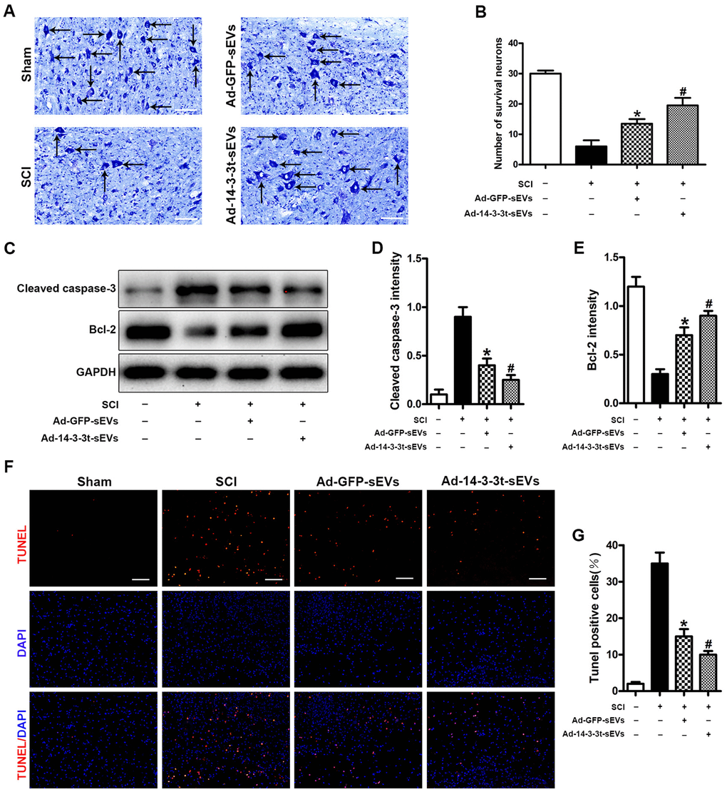 Overexpression of 14-3-3t promotes the anti-apoptotic effect of NSC-sEVs in rats with spinal cord injury. (A, B) Nissl staining indicating the number of motor neurons in each group. Scale bar = 50um. (C) Western blot analysis of apoptosis-related proteins after injury. (D, E) Semi-quantitative detection of expression levels of apoptosis-related proteins, normalized to GAPDH. (F) TUNEL staining was used to detect changes in neuronal apoptosis in each group. The proportion of TUNEL positive neurons in the NSC-sEVs group was lower than that in the SCI group. Scale bar = 100um. (G) Quantification of the number of TUNEL-positive neurons in each of the three experimental groups. * p 