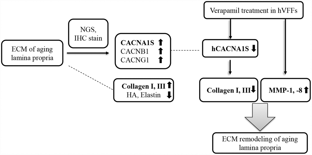 Summary of our study. CACNA1S, CACNB1, and CACNG1 are significantly increased in the NGS study and immunohistochemistry in the lamina propria of aging vocal folds. The synthesis of collagen I and III of hVFFs with si-CACNA1S are reduced significantly. When verapamil is treated in hVFFs, the expression of CACNA1S and the synthesis of collagen I and III are decreased and the expression of MMP-1 and 8 are increased. Voltage gaited calcium channel, especially CACNA1S, has promising potential as a novel therapeutic target for remodeling ECM of lamina propria.