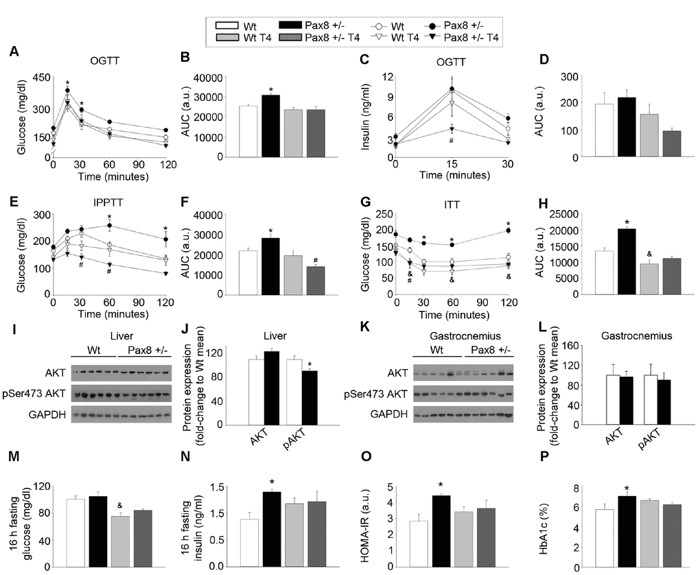 The modulation of THs alters glucose homeostasis in adulthood. (A) Circulating glucose levels during an OGTT. n = 8 per group. Repeated measurements two-way ANOVA. See also Supplementary Figure 2A. (B) AUC for the OGTT. Two-way ANOVA. (C) Circulating insulin levels during an OGTT. n = 8 per group. Repeated measurements two-way ANOVA. See also Supplementary Figure 2B. (D) AUC for the insulin levels in the OGTT. Two-way ANOVA. (E) Circulating glucose levels during an IPPTT. n = 8 per group. Repeated measurements two-way ANOVA. See also Supplementary Figure 2C. (F) AUC for the IPPTT. Two-way ANOVA. (G) Circulating glucose levels during an ITT. n = 8 per group. Repeated measurements two-way ANOVA. See also Supplementary Figure 2D. (H) AUC for the ITT. Two-way ANOVA. (I) Western blots showing total Akt and pSer473 Akt in liver extracts of Wt and Pax8 +/- mice. Mice were 9 month-old at time of death and were fasted 16 hours prior killing. (J) Densitometric analysis of western blots shown in panel I. n = 6 per group. T-test two tailed. (K) Western blots showing total Akt and pSer473 Akt in gastrocnemius extracts of Wt and Pax8 +/- mice. Mice were 9 month-old at time of death and were fasted 16 hours prior killing. (L) Densitometric analysis of western blots shown in panel K. n = 6 per group. T-test two tailed. (M) Glucose levels in blood after 16 hours of fasting. n = 8 per group. Two-way ANOVA. (N) Circulating insulin levels after 16 hours of fasting. n = 8 per group. Two-way ANOVA. (O) HOMA-IR. n= 8 per group. Two-way ANOVA. (P) Percentage of HbA1c. n = 7 per group. Two-way ANOVA. Data are represented as the mean ± SEM. Unless otherwise stated, mice were 7-month old at the time of experimentation. h: hours. a.u.: arbitrary units. * p-value 