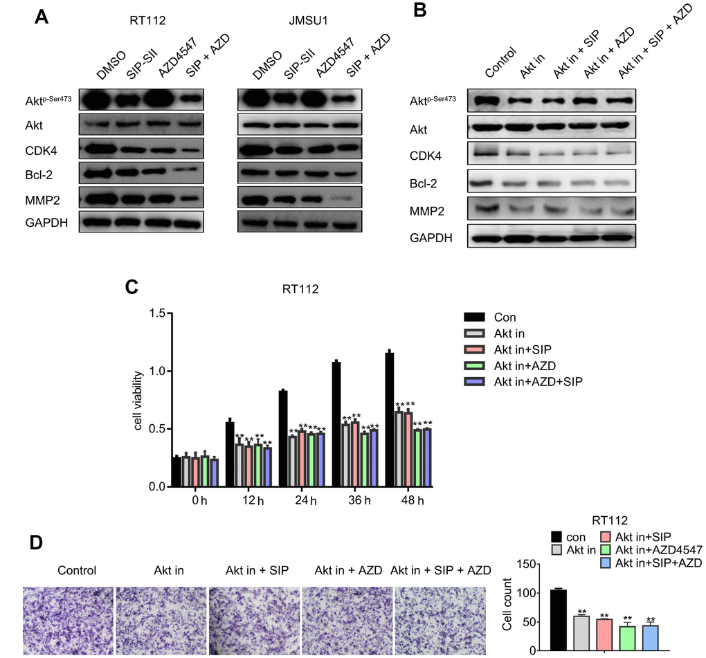 Dual treatment with SIP-SII and AZD4547 potentiates the inhibition of Akt and downstream effectors. (A) Western blot analysis of RT112 and JMSU1 cells exposed (24 h) to DMSO, 5.0 μM SIP-SII, 100 nM AZD4547, or SIP-SII combined with AZD4547. (B) Western blot analysis of RT112 and JMSU1 cells treated for 24 h with DMSO, 5.0 μM SIP-SII, 100 nM AZD4547, or SIP-SII combined with AZD4547 in the presence of 0.5 μM BKM120. Akt in, Akt inhibitor BKM120. ** vs. Con, ## vs. AKT IN, ^^ vs. AKT IN+SIP, $$ vs. AKT IN+AZD. **, ##, ^^ and $$ indicated P C) Cell viability assay results. (D) Transwell migration assay results. Representative images at 200x magnification. Data are mean ± SD (error bars) of three individual experiments. **P 