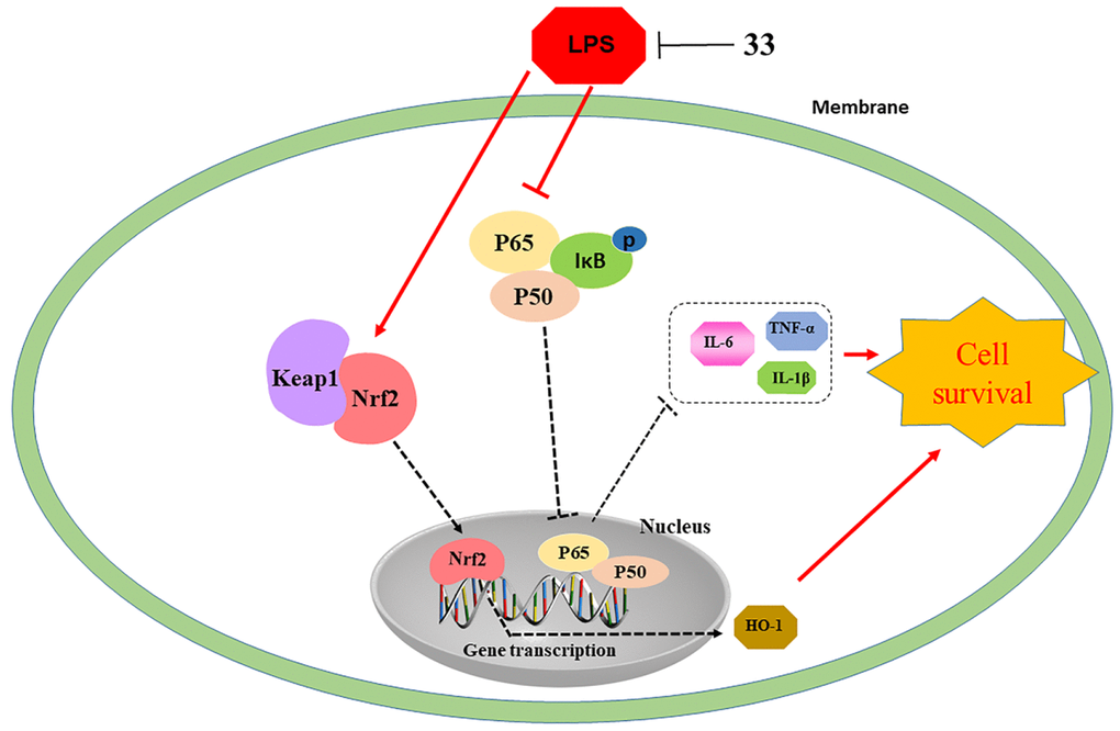 Illustration of protection provided by compound 33 against LPS-induced lung injury.