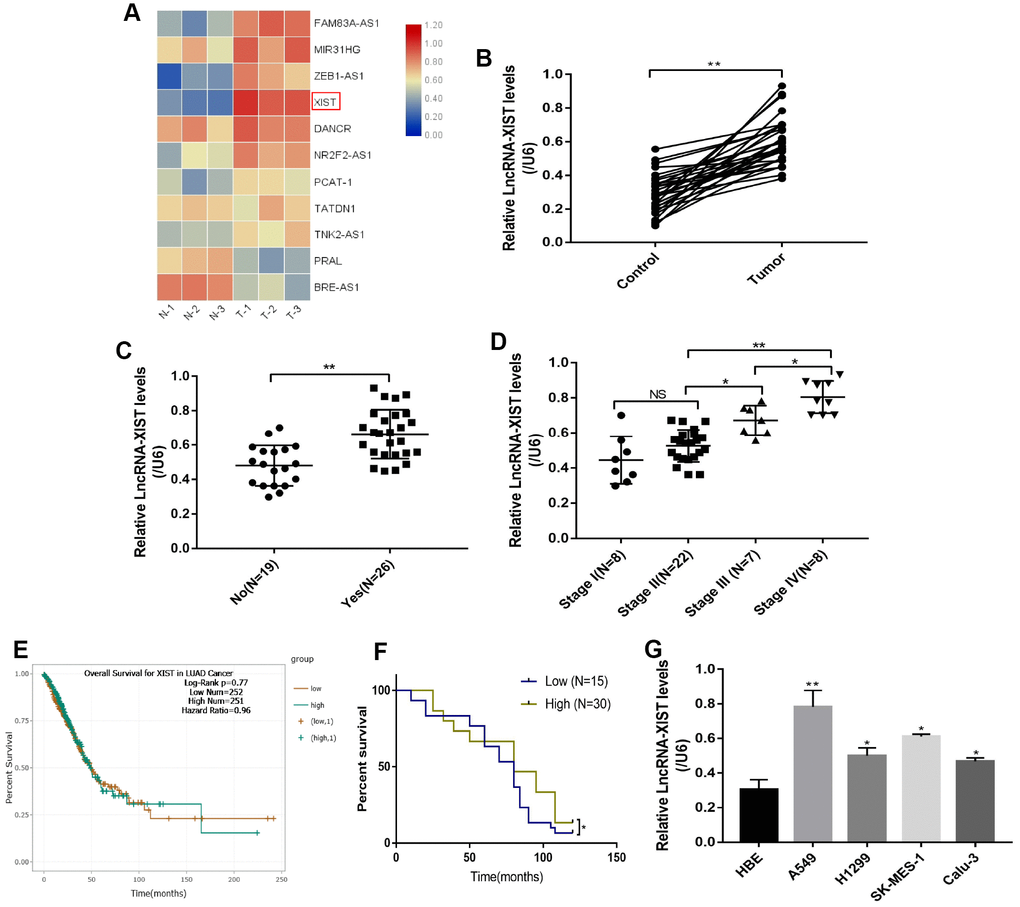 The correlation between LncRNA-XIST expression levels and NSCLC development. (A) Real-Time qPCR was used to screen NSCLC associated LncRNAs. (B) Real-Time qPCR was used to detect LncRNA-XIST levels in 30 paired clinical tissues collected from NSCLC patients. (C, D) LncRNA-XIST levels were compared according to lymphatic metastasis (C) and TNM stage. (E) Pan-cancer analysis was conducted to investigate the correlation of LncRNA-XIST levels and prognosis of patients with lung adenocarcinoma. (F) Kaplan-Meier analysis was used to analyse the percent survival of NSCLC patients in our experiments. (J) Real-Time qPCR was used to detect LncRNA-XIST levels in HBE, A549, H1299, SK-MES-1 and Calu-3 cell lines. (“NS” represented no statistical significance, “*” represented p p 