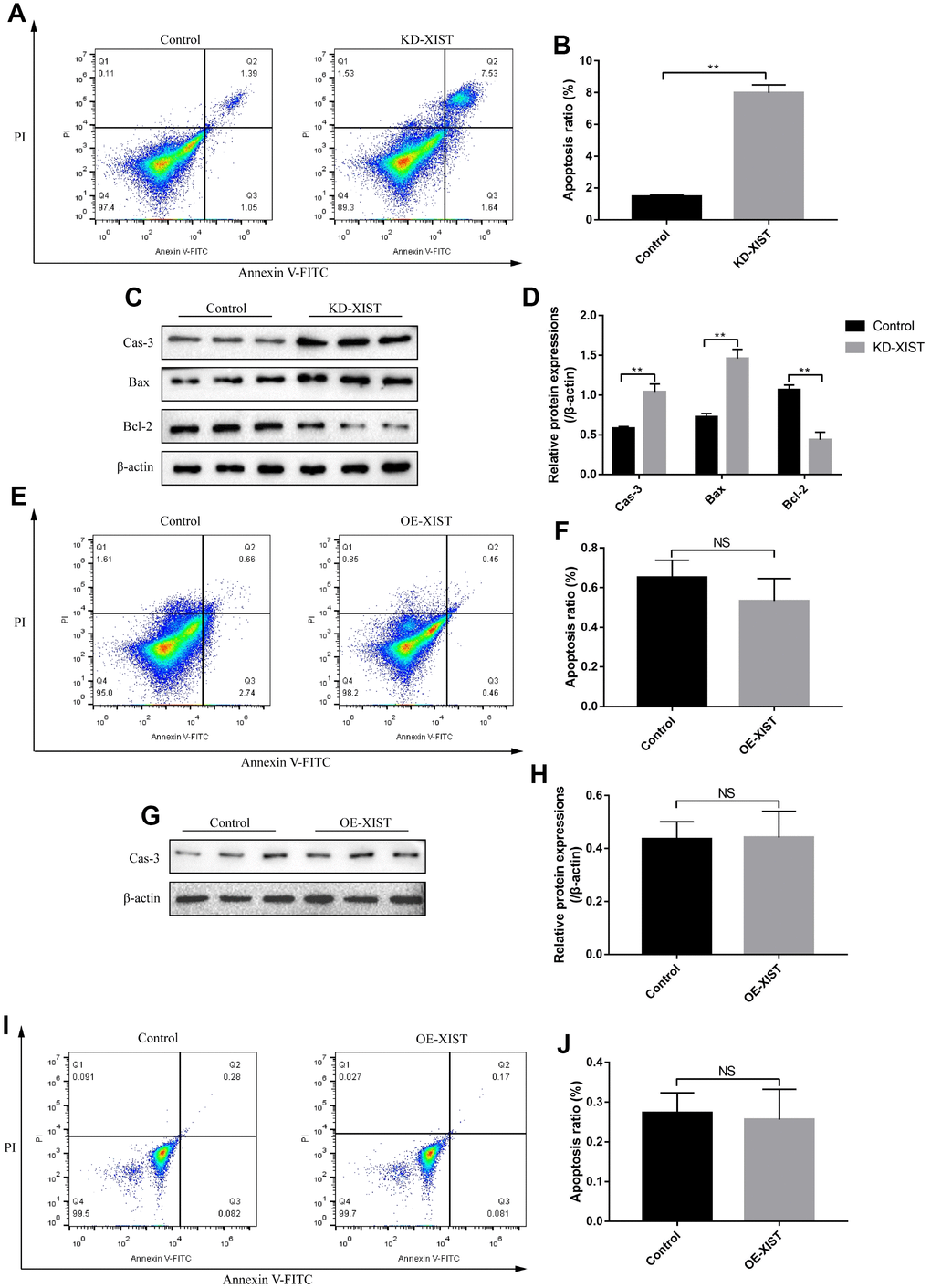 The effects of LncRNA-XIST on NSCLC cell apoptosis. (A) FCM was used to detect A549 cell apoptosis and (B) quantification was conducted. (C) The expression levels of apoptosis associated proteins (Caspase-3, Bax and Bcl-2) in A549 cells, which were normalized to β-actin and (D) quantified by Image J software. (E) FCM was used to detect H1299 cell apoptosis and (F) quantification was conducted. (G) Western Blot was used to detect Caspase-3 levels in H1299 cells, which were normalized to β-actin and (H) quantified by Image J software. (I, J) The apoptosis ratio of HBE cells was detected by FCM. (“NS” represented no statistical significance, “*” represented p p 