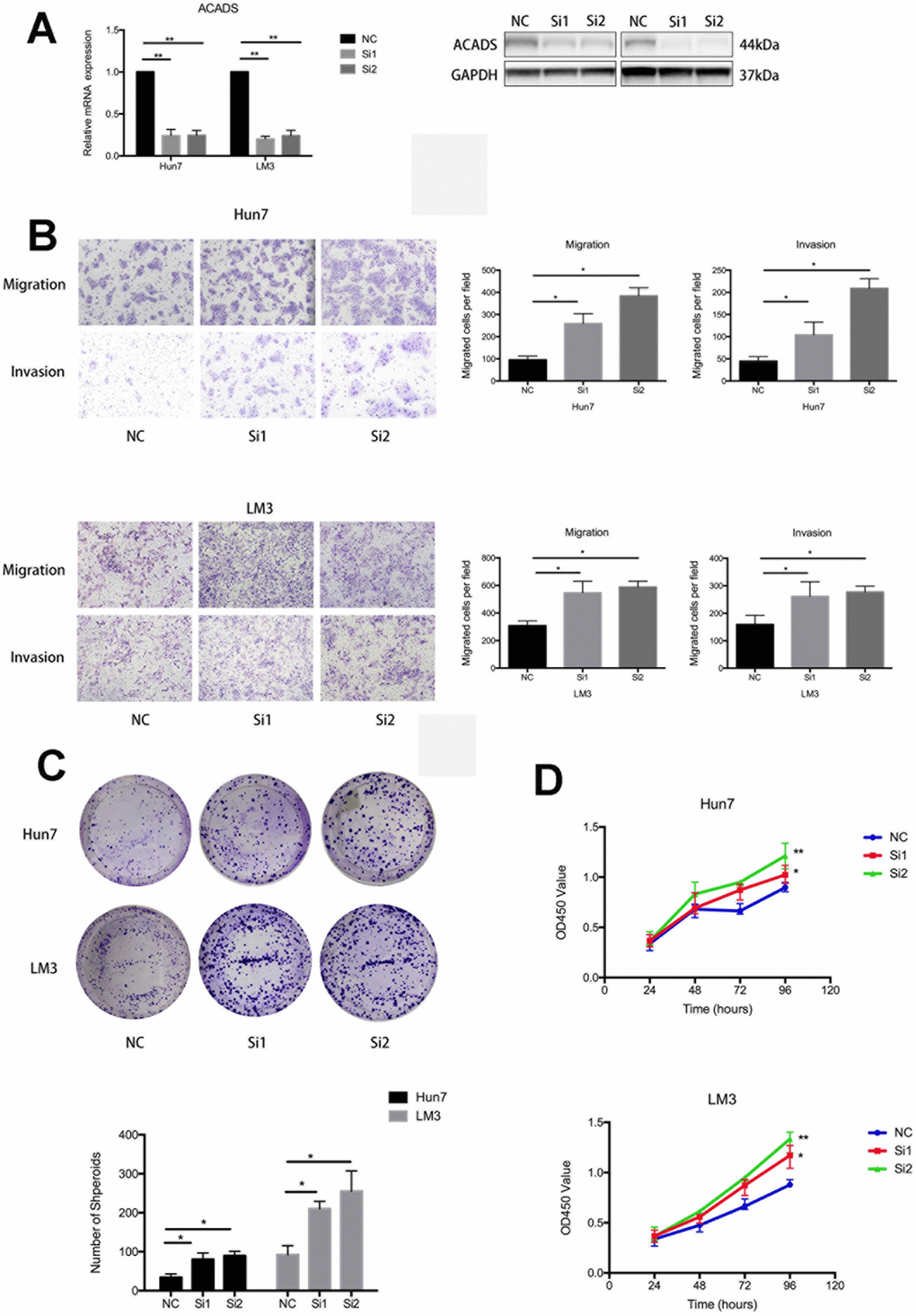 ACADS is associated with the proliferation, migration, and invasion of HCC cells. (A) The corresponding figure shows that siRNAs downregulate the mRNA and protein expression of ACADS in Huh7 and HCCLM3 cell lines. (B) The knockdown of ACADS significantly enhances both the migration and invasion potentials in Huh7 and HCCLM3 cells. Representative images are shown at the bottom. (C and D) CCK-8 assays and colony assays showed that the proliferation of HCC cells was enhanced following the knockdown of ACADS. (* PP