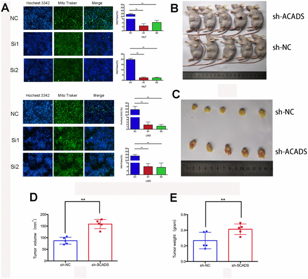 ACADS promotes apoptosis and it suppresses tumorigenicity in HCC. (A) With the help of the Hochest 3342 and the Mito Traker staining assays, it can be observed that apoptosis was reduced by the knockdown of ACADS in Huh7 and HCCLM3 cells. (B and C) The Tumor xenograft model. When Tumor xenografts were designed and used, it was noted that the tumors in the shACADS group showed significantly faster growth rates as compared to those tumors which belonged to the shNC group. The typical tumor section samples were isolated and analyzed. (D and E) A Statistical analysis was conducted which indicated that there was a significant reduction in tumor size and weight. (* PP