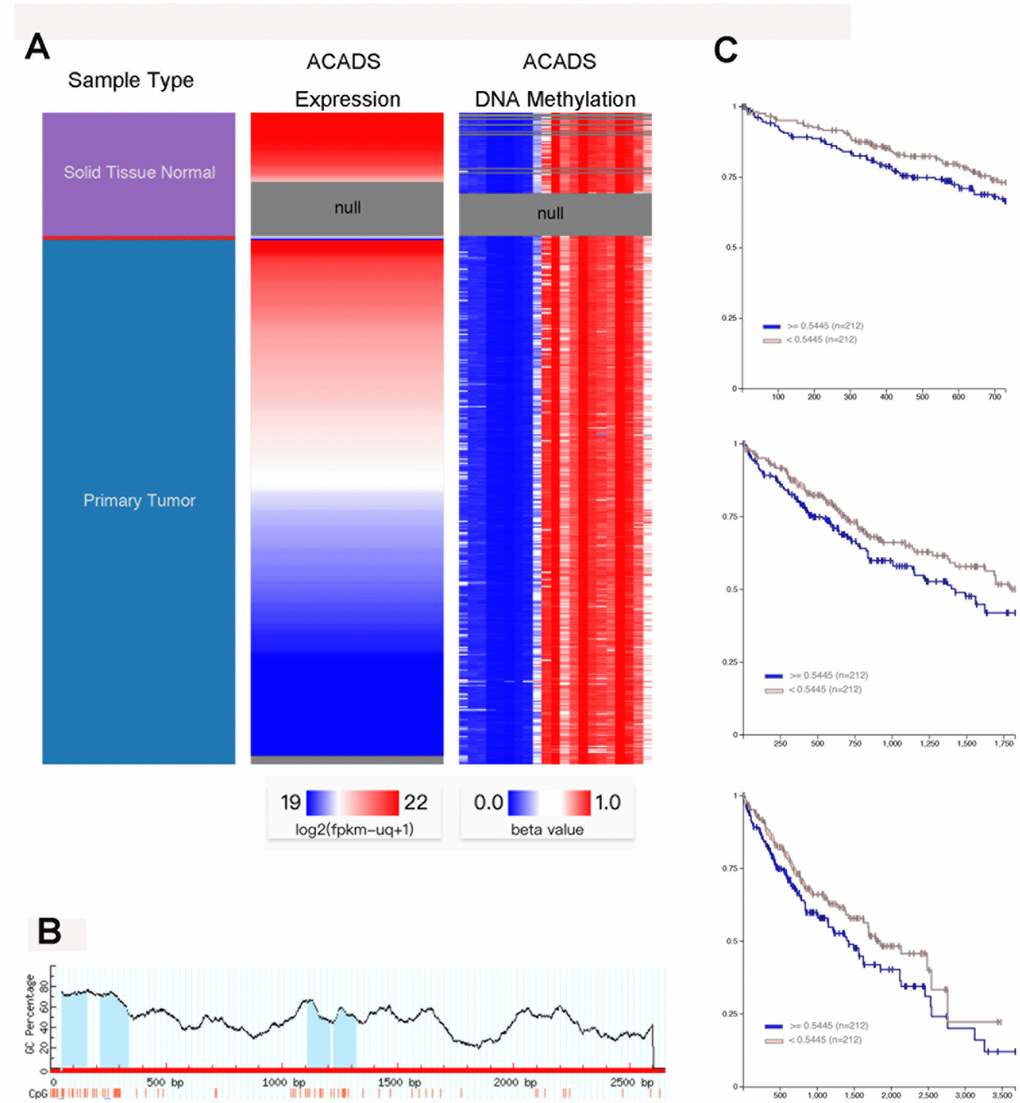 The downregulation of ACADS in HCC cells is associated with promoter hyper-methylation. (A) From the data obtained with the help of the UCSC Xena database, it can be seen that the normal liver tissues showed higher ACADS expression as compared to their HCC counterparts. It can also be noted that the DNA methylation levels were negatively correlated with ACADS expression in HCC tissues. (B) This figure shows the CpG islands of ACADS in the promoter sequence. (C) This figure shows that high DNA methylation levels of ACADS are associated with poor 2-, 5- and 10-year survival rates in HCC patients. (* PP