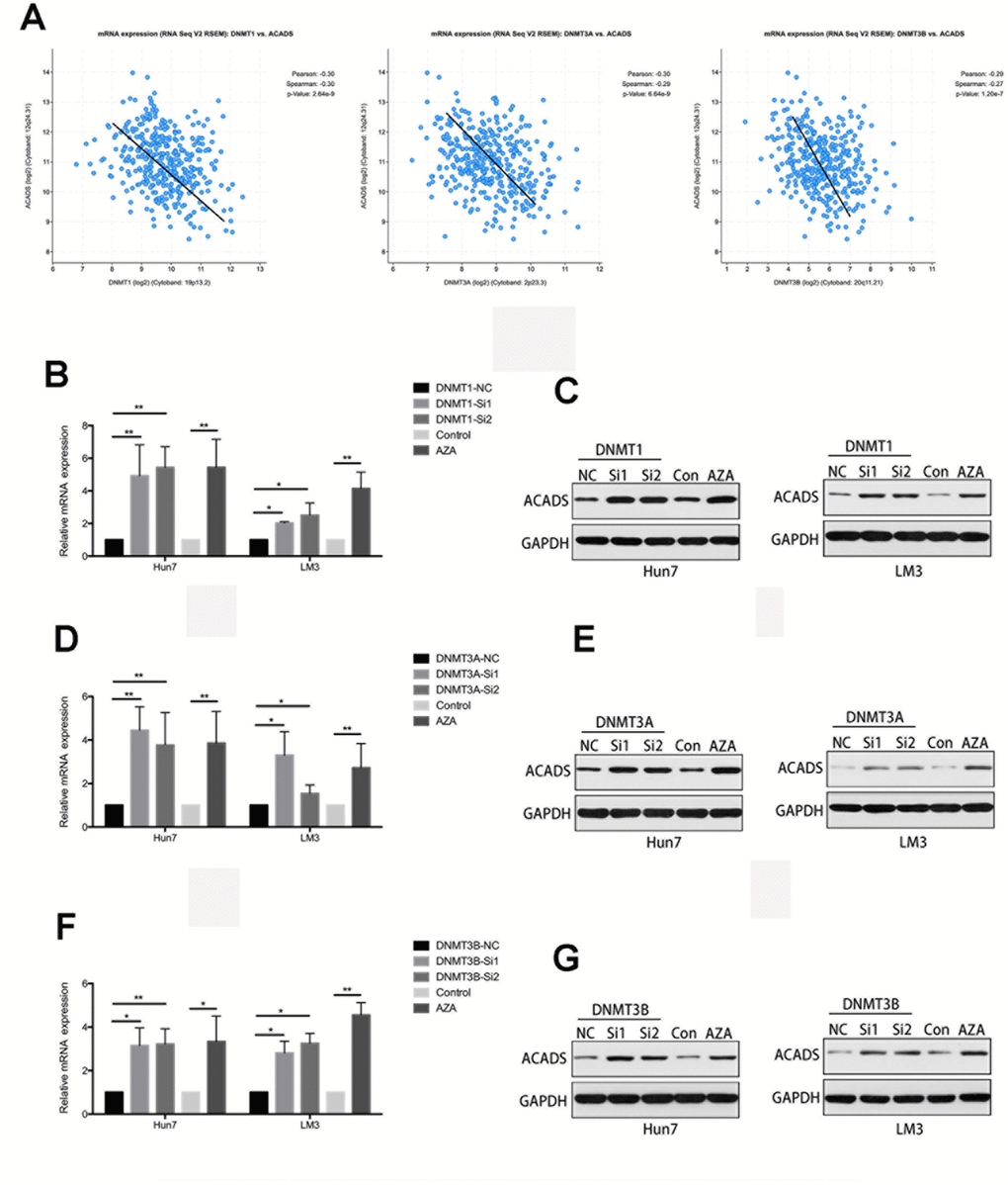 The CpG Island methylation levels of ACADS are regulated by DNMTs in HCC cells. (A) According to the results obtained with the help of the Starbase database, the expression of ACADS is negatively correlated with that of DNMT1, DNMT3A, and DNMT3B. (B–G) The expression of ACADS in HCCLM3 and Huh7 cells was significantly increased after treatment with 5-Aza. It can also be seen that the mRNA and protein expression of ACADS were both increased if the DMNT genes were silenced. (* PP