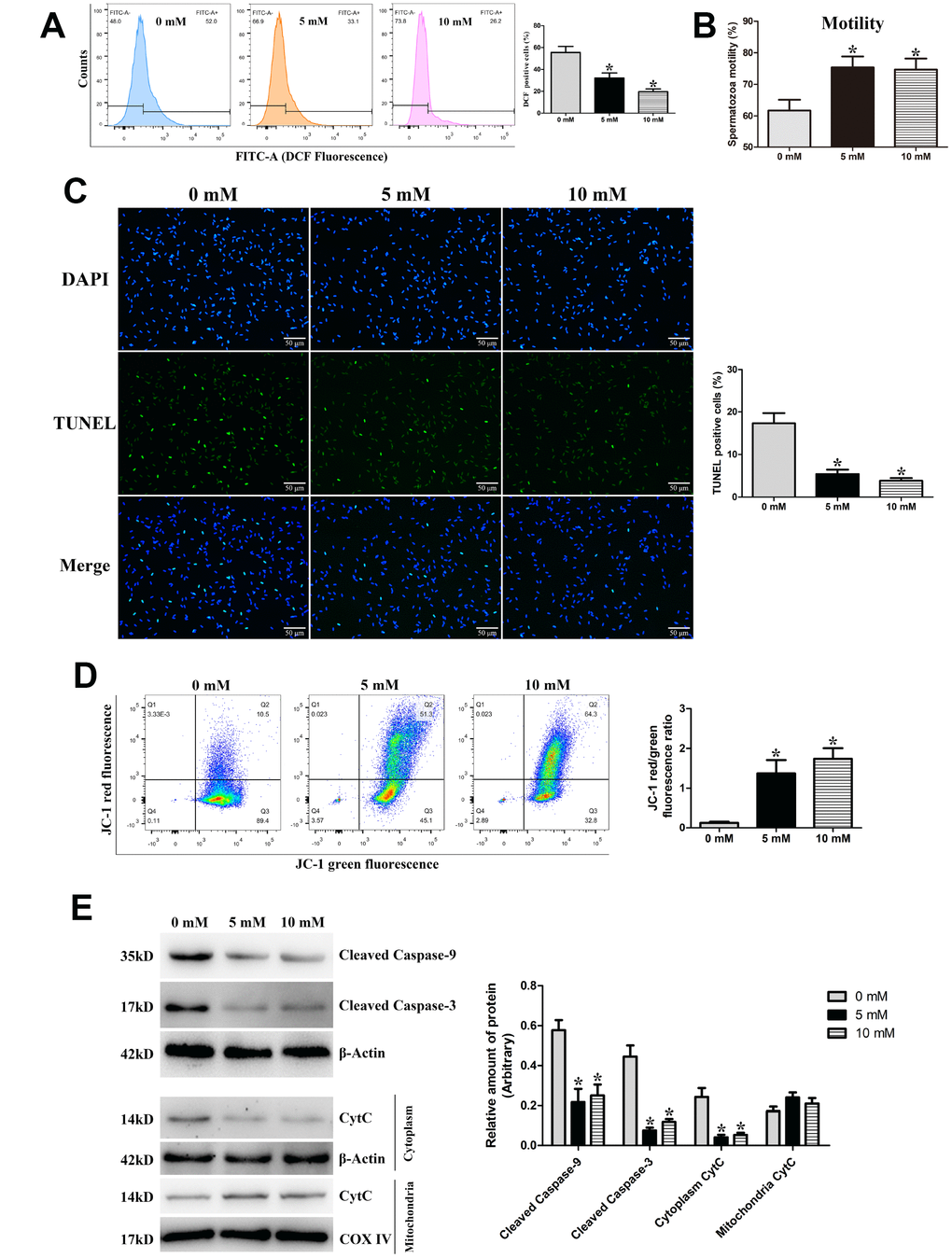 Validation of ROS-induced mitochondria-dependent apoptosis during the liquid storage of goat spermatozoa by the addition of the ROS scavenger NAC (0 mM, 5 mM, and 10 mM) at 96 h of storage. (A) Change in the intracellular ROS levels. (B) Assessment of spermatozoa motility. (C) Evaluation of the apoptosis rate by TUNEL staining. (D) Change in the MMP by JC-1 staining. (E) Protein expression of Cleaved caspase-9, Cleaved caspase-3, and Cytochrome c (CytC) by western blot analysis. *P 