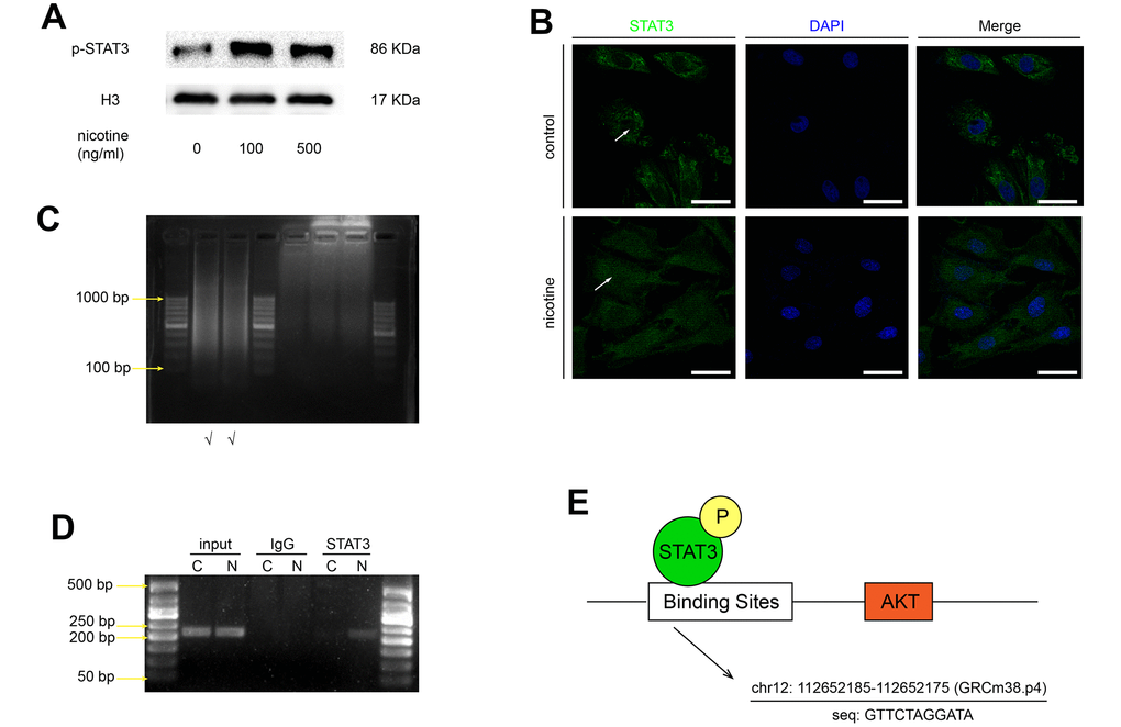 Nicotine stimulates the nuclear translocation of STAT3 and its binding to the Akt promoter region. (A) The protein expression of p-STAT3 in the nucleus in MOVAS cells upon nicotine exposure. (B) The nuclear translocation of STAT3 in MOVAS cells, as determined by confocal microscopy. Magnification, 630×; bars, 50 μm. Arrow means nuclear area. (C) The length of the DNA fragments used for the ChIP assay. (D) The binding of STAT3 to the promoter region of the Akt gene, as detected by the ChIP-PCR assay. (E) The binding site of STAT3 in the Akt promoter region, as predicted by JASPAR. Each experiment was performed three times.