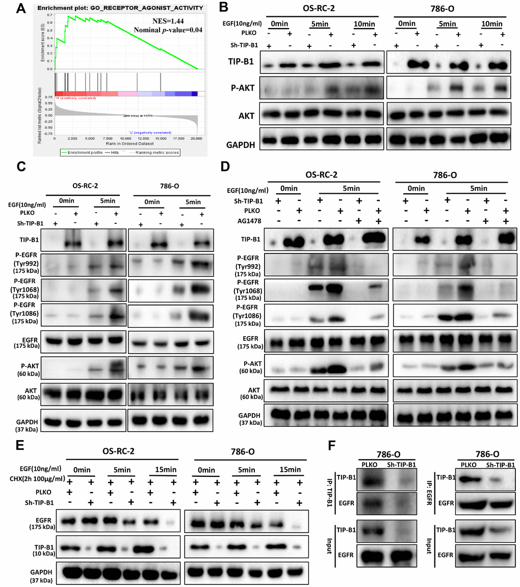 TIP-B1/EGFR axis modulates AKT signaling in KIRC. (A) GSEA analyses detected the receptor agonist activity were enriched in TIP-B1 high group. (B) Western blot assays detect the phosphorylation levels of AKT in OS-RC-2 (left) or 786-O cells (right) treated with EGF. (C) Western blot assays detect the phosphorylation levels of AKT and EGFR treated with EGF. (D) Western blot assays detect the phosphorylation levels of AKT and EGFR treated with EGF and EGFR specific inhibitor (AG1478). (E) Western blot assays detect EGFR with cycloheximide (F) Coimmunoprecipitation by TIP-B1(left) and EGFR (right) in786-O cells.