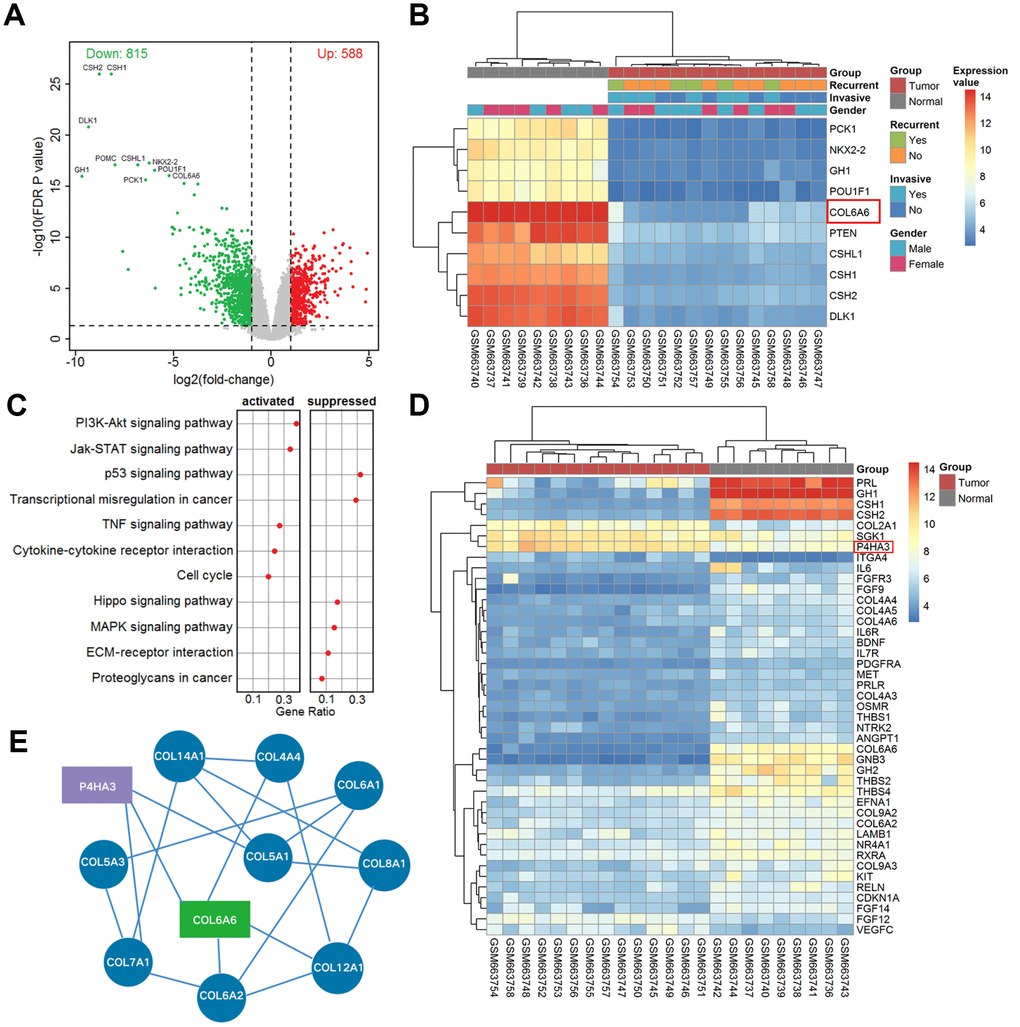 The differentially expressed mRNAs and pathway in PA. (A) Volcano plot of differentially expressed genes in the whole cohort vs. normal. The red dots represent up-regulated genes and the green dots represent down-regulated genes; (B) Heatmap of top ten differentially expressed genes in tumor vs. normal; (C) The dotplot of significantly altered pathways in PA tissues analyzed by GSEA; (D) The heat map of differentially expressed mRNAs in the PI3K-Akt pathway analyzed from microarray GSE26966; (E) The correlative network of COL6A6 and differentially expressed mRNAs involved in the PI3K-Akt signaling pathway in PA.