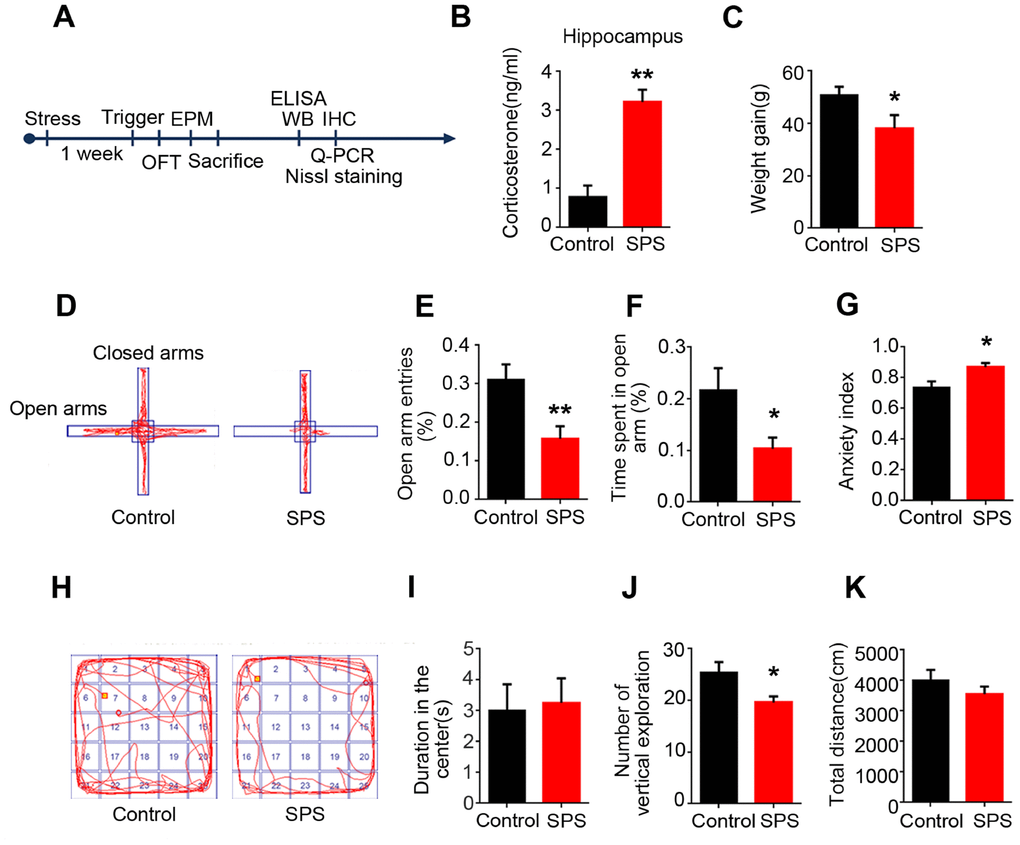 SPS induces PTSD-like anxiety in rats. (A) Time flow diagram of events in the experimental design. (B) Corticosterone was detected by ELISA kit. And the level of corticosterone was significantly increased in SPS-rats hippocampi. The data represent as mean ± SEM, n=3. (C) Rats’ weigh was measured on the first and seventh day, the data showed a lower weight gain in SPS exposed group. (D) The path diagrams of the elevated plus maze. (E and F) The percentage of open-arm entries and the percentage of time spent in open-arm were measured. SPS model showed significant reduction in the number of entries and time spent in the open-arm compared to control. (G) Anxiety index was calculated and the SPS group showed higher values. (H) The path diagrams representative of the open field test. (I) No significant difference in the time spent in the center. (J) The times of vertical exploration is significantly decreased in SPS model. (K) The total distance covered showed no changes compared with the control group. Behavior data show mean ± SEM, n=15, *P 