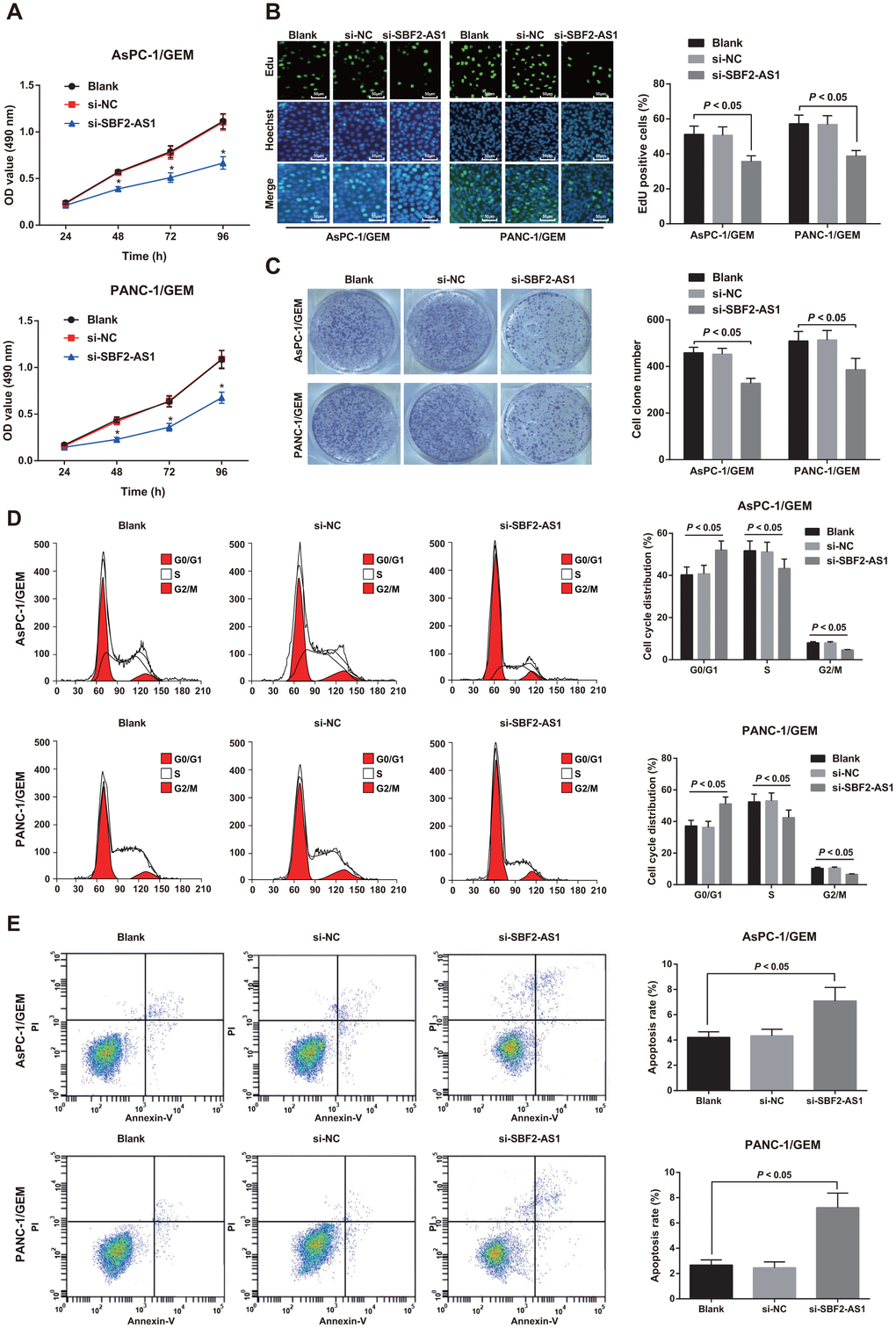 Effect of knock-down of SBF2-AS1 expression on proliferation, cell cycle distribution and apoptosis of drug-resistant pancreatic cancer cells. (A) Determination of cell proliferation of AsPC-1/GEM and PANC-1/GEM cells by MTT assay. (B) EdU assay used to detect DNA replication activity in AsPC-1/GEM and PANC-1/GEM cells (× 200). (C) Detection of colony formation ability of AsPC-1/GEM and PANC-1/GEM cells in each group by colony formation experiment. (D) Flow cytometry utilized to detect cell cycle distribution of AsPC-1/GEM and PANC-1/GEM cells. (E) Flow cytometry was utilized to detect cell apoptosis of AsPC-1/GEM and PANC-1/GEM cells. Repetitions = 3; Data was analyzed using the t test or one-way ANOVA.