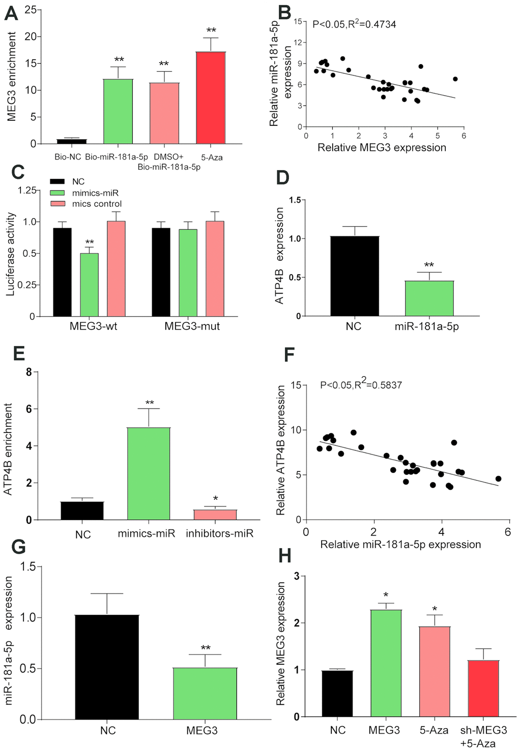 Verification of the target relationship between the three target genes. (A) The RNA pull-down test showed a low level of MEG3 enrichment in the bio-NC group than in the bio-miR-181a-5p, DMSO + 5-Aza and 5-Aza treatment groups. **PB) A negative correlation between the expression of MEG3 and miR-181a-5p was detected by linear regression analysis after qRT-PCR detection of 30 tissue specimens. (C) Luciferase reporter assay showed lower luciferase activity in the mimic-miR + lncRNA MEG3-wt group than in the mimic-miR + lncRNA MEG3-mut group. *PPD) The expression of ATP4B was verified by qRT-PCR after the overexpression of miR-181a-5p. **PE) The RNA pull-down test showed a higher level of ATP4B enrichment in the inhibitor-miR group than in the mimic-miR group. *PF) qRT-PCR detection showed a negative relationship between the expression of ATP4B and miR-181a-5p. (G) The expression of miR-181a-5p was verified by qRT-PCR after the overexpression of MEG3. *PH) The expression level of each treatment group MEG3. *P