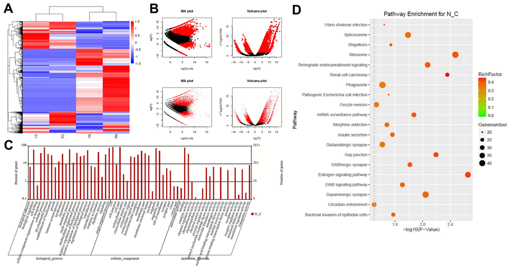 DEG screening in glioblastoma and normal tissues. (A) Heat map showing a distinguishable expression profile of genes between tumor tissues and adjacent tissues. Black represents no change in gene expression, while red represents upregulation and green represents downregulation. (B) The DEGs of statistical significance are represented as red points on the MA plot (log total counts versus log2 fold-change) and the volcano plot (log2 fold-change versus log false discovery rate). (C) DEGs were evaluated by gene ontology (GO) analysis. (D) DEGs were evaluated by Kyoto Encyclopedia of Genes and Genomes (KEGG) analysis.