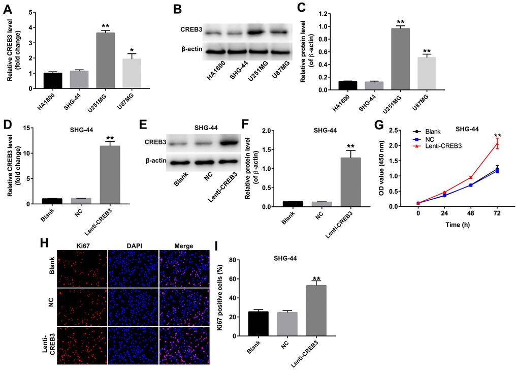 The upregulation of CREB3 promoted the proliferation of SHG-44 cells. (A) The relative levels of CREB3 in four cell lines (HA1800, SHG-44, U251MG and U87MG cells) were detected by qRT-PCR. (B, C) The relative levels of CREB3 in HA1800, SHG-44, U251MG and U87MG cells were detected by Western blotting. β-actin was used as a loading control. (D) CREB3 levels in SHG-44 cells transfected with the NC or lenti-CREB3 were detected by qRT-PCR. (E, F) CREB3 levels in SHG-44 cells transfected with the NC or lenti-CREB3 were measured by Western blotting. β-actin was used as a loading control. (G) The viability of SHG-44 cells transfected with the NC or lenti-CREB3 was detected with a CCK-8 assay at 0, 24, 48 and 72 h. (H, I) The relative fluorescence levels were quantified for KI67 and DAPI staining. *P