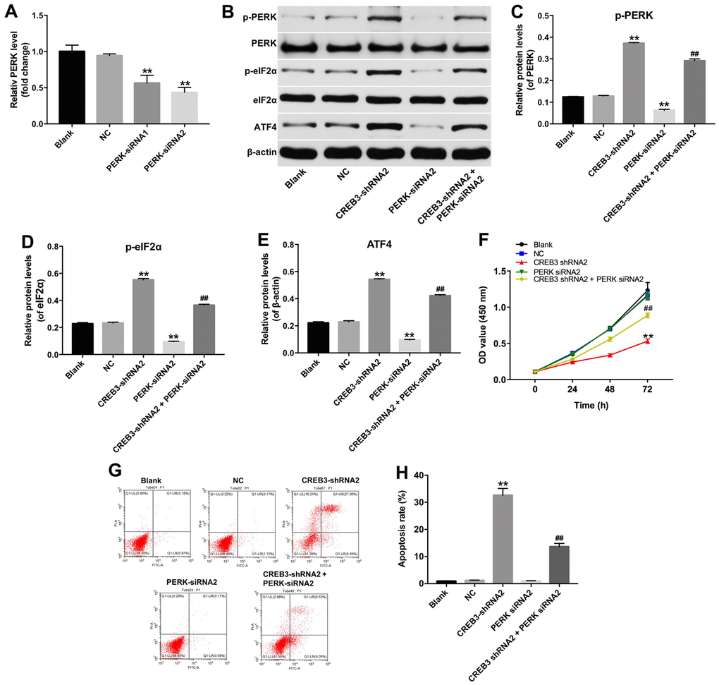 The downregulation of CREB3 inhibited growth of U251MG cells via activating ERS pathway. (A) PERK levels were detected by qRT-PCR in U251MG cells transfected with the NC, PERK-siRNA1 or PERK-siRNA2. (B) The levels of the ERS-related proteins p-PERK, p-eIF2α and ATF4 were detected in U251MG cells transfected with the CREB3-shRNA2, PERK-siRNA2 or co-transfected with CREB3-shRNA2 and PERK-siRNA2. (C–E) The relative levels of p-PERK (C), p-eIF2α (D) and ATF4 (E) were quantified and normalized to PERK, eIF2α and β-actin levels respectively. (F) The viability of U251MG cells was detected with a CCK-8 assay. (G, H) Apoptosis was detected with Annexin V and PI double staining, and the percentage of apoptotic cells was calculated. **P##P