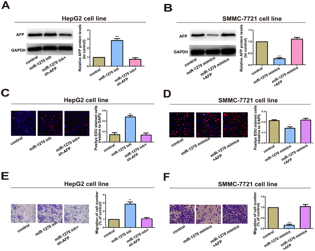 miR-1270/AFP regulatory loop plays an important role in cell biological Behavior. (A) Western blot analysis of AFP level in HepG2 cells transfected with miR-1270 inhibitor (with or without AFP shRNA). GAPDH was used as a control. (B) Western blot analysis of AFP level in SMMC-7721 cells transfected with miR-1270 mimics (with or without AFP overexpression vector). (C) EdU assay showed proliferation of HepG2 cells. (D) EdU assay showed proliferation of SMMC-7721 cells. (E) Transwell assay showed migration of HepG2 cells. (F) Transwell assay showed migration of SMMC-7721 cells. Results were presented as mean ± SD. *P**P***P