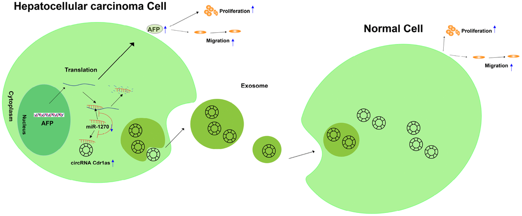 Graphical abstract of how circRNA Cdr1as promotes hepatocellular carcinoma progression. A schematic model of circRNA Cdr1as/miR-1270/AFP signaling pathway in hepatocellular carcinoma. circRNA Cdr1as competitively binds to miR-1270, resulting in upregulation of AFP. Furthermore, upregulation of AFP stimulates the migration and proliferation of HCC cell lines. Meanwhile, exosome-transmitted circRNA Cdr1as can stimulate malignant behaviors of surrounding normal cells and finally contributes to the progression of hepatocellular carcinoma.