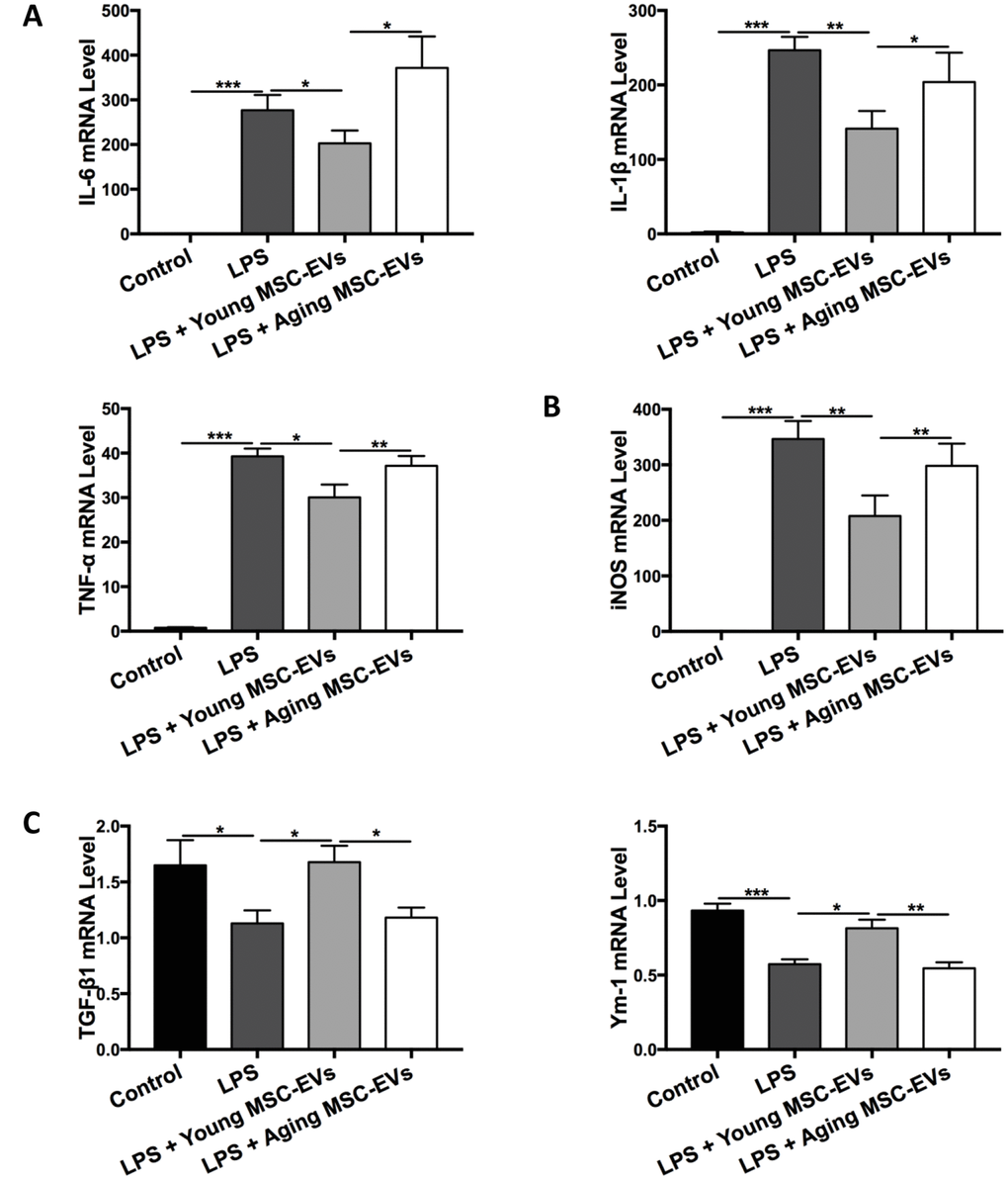 Aging MSC-EVs were incapable of modulating macrophage polarization in vitro. (A–C) BMDMs (3 × 105 cells) were cultured with young or aging MSC-EVs (100 μg/ml) in a 24-well plate in the presence or absence of LPS (100 ng/ml). Cells were collected after 24 h and mRNA levels of pro-inflammatory cytokines IL-6, IL-1β, and TNF-α (A), M1 marker iNOS (B), and M2 markers TGF-β1 and Ym-1 (C) were analyzed via qRT-PCR. Data are presented as mean ± SEM, n = 6–8. *p p p 