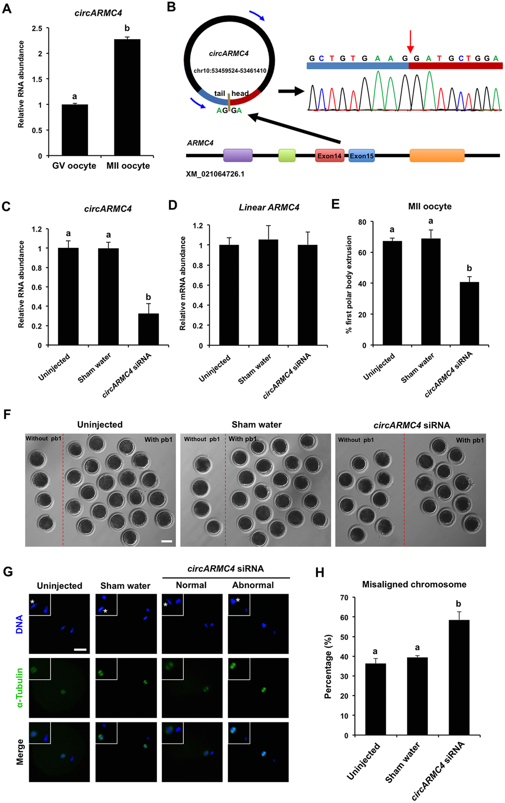 Effect of circARMC4 knockdown on oocyte meiotic maturation and chromosome alignment. (A) CircARMC4 expression in both GV oocytes and MII oocytes. Relative expression of circARMC4 was determined by qPCR. The data are analyzed using student’s t test and are shown as mean ± S.E.M. Different letters on the bars indicate significant differences (P B) Schematic illustration showed the ARMC4 exon 14 and exon 15 circularization forming circARMC4 (blue arrow). The presence of circARMC4 was validated by qPCR, followed by Sanger sequencing. Red arrow represents “head-to-tail” circARMC4 splicing sites. The expression levels of circARMC4 (C) and linear ARMC4 (D) in the MII oocytes derived from GV oocytes. GV oocytes were injected with circARMC4 siRNA, followed by maturation in vitro for 44 h. Oocytes injected with water and uninjected oocytes were served as a sham control and a blank control, respectively. One hundred matured oocytes were collected for qPCR analysis. Relative abundance of circARMC4 and linear ARMC4 was determined by qPCR from four independent replicates. The data were normalized against endogenous housekeeping gene EF1α1 and the value for the blank control was set as one. The data are shown as mean ± S.E.M. One-way ANOVA was used to analyze the data and different letters on the bars indicate significant differences (P E) Analysis of the rate of oocyte maturation. The number of oocytes with first polar body after in vitro maturation for 44 h was recorded and the rate of first polar body extrusion was statistically analyzed by one-way ANOVA. The experiment was repeated four times with at least 100 oocytes per group. The data are shown as mean ± S.E.M and different letters on the bars indicate significant differences (P F) Representative images of oocytes after in vitro maturation. The oocytes without pb1 and the oocytes with pb1 were shown in both the left side and the right side of each image, respectively. Scale bar: 100 μm. (G) Spindle and chromosome morphology in MII oocytes. Matured oocytes were stained for α-tubulin (green) and DAPI (blue). Shown are representative images obtained using confocal laser-scanning microscopy. The experiment was independently repeated three times with at least 40 oocytes per group. Bottom panel in each group shows the merged images between α-tubulin and DNA. White square insets indicate both spindles and chromosomes at a more focused view. Asterisks indicate chromosomes. Scale bar: 50 μm. (H) Analysis of the percentage of oocytes with abnormal chromosome morphology. The chromosome morphology of MII oocytes was scored according to a published method. The data were statistically analyzed by one-way ANOVA. The data are shown as mean ± S.E.M and different superscripts on the bars indicate significant differences (P 